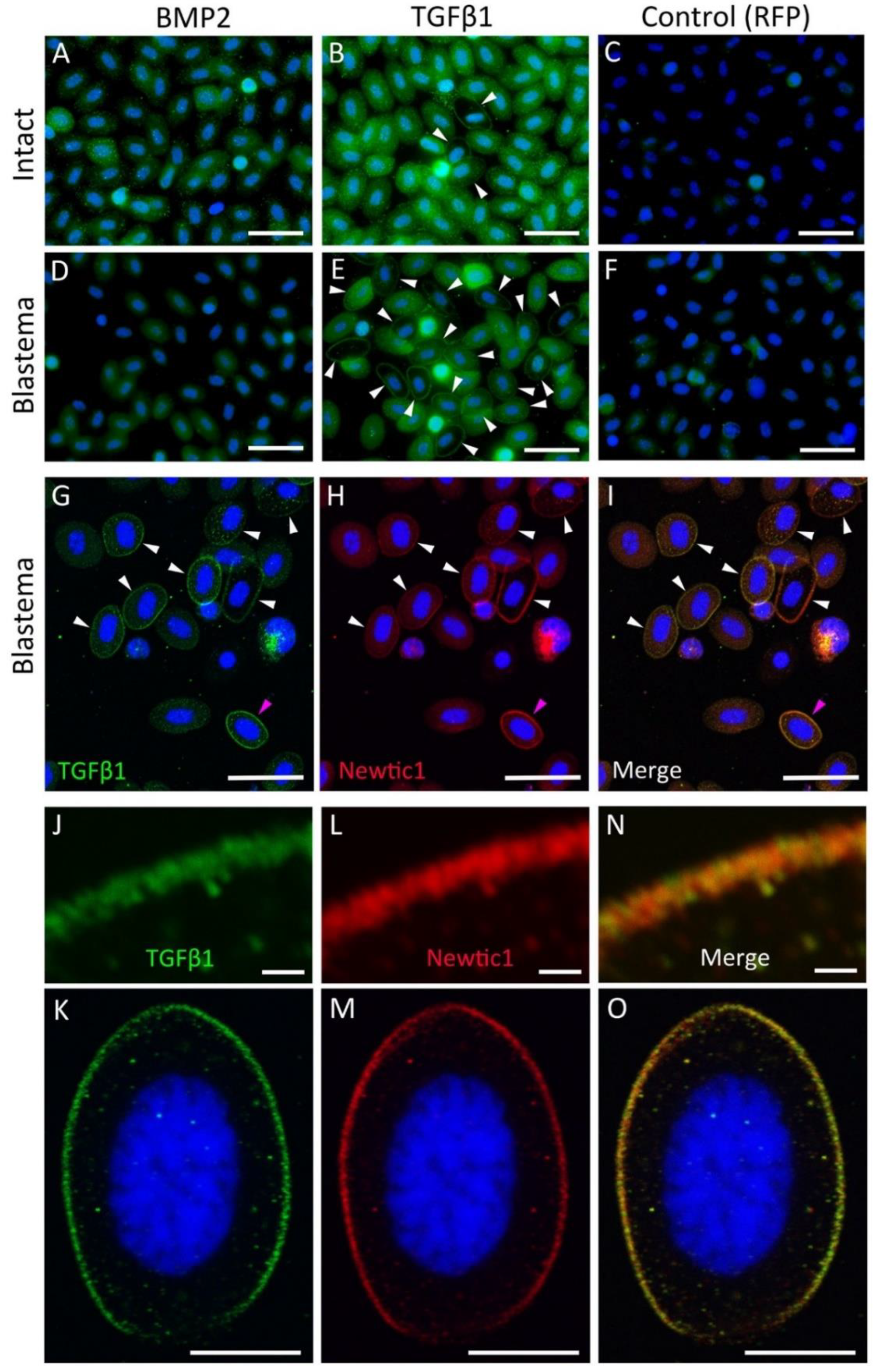 Biomedicines 10 02772 g007