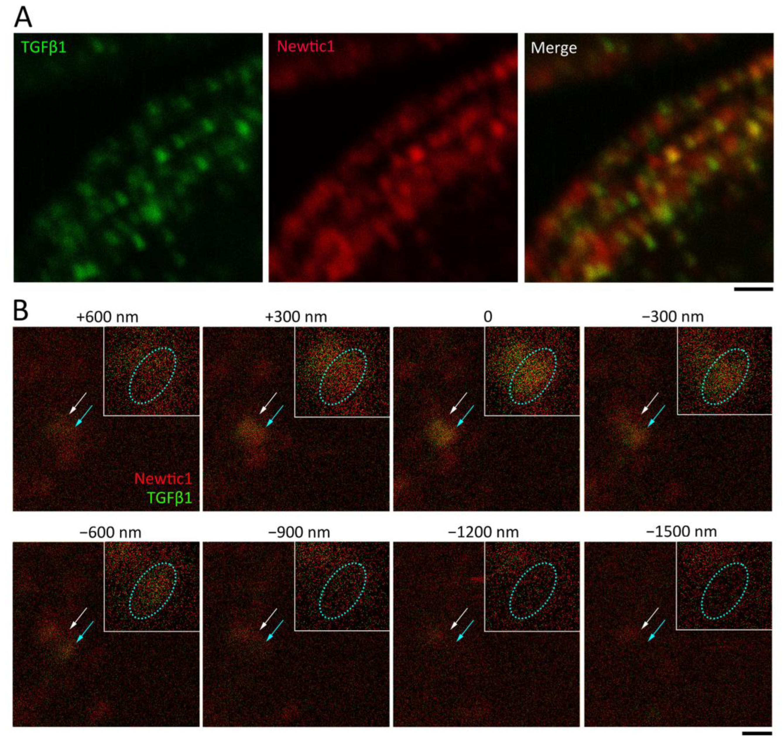 Biomedicines 10 02772 g008