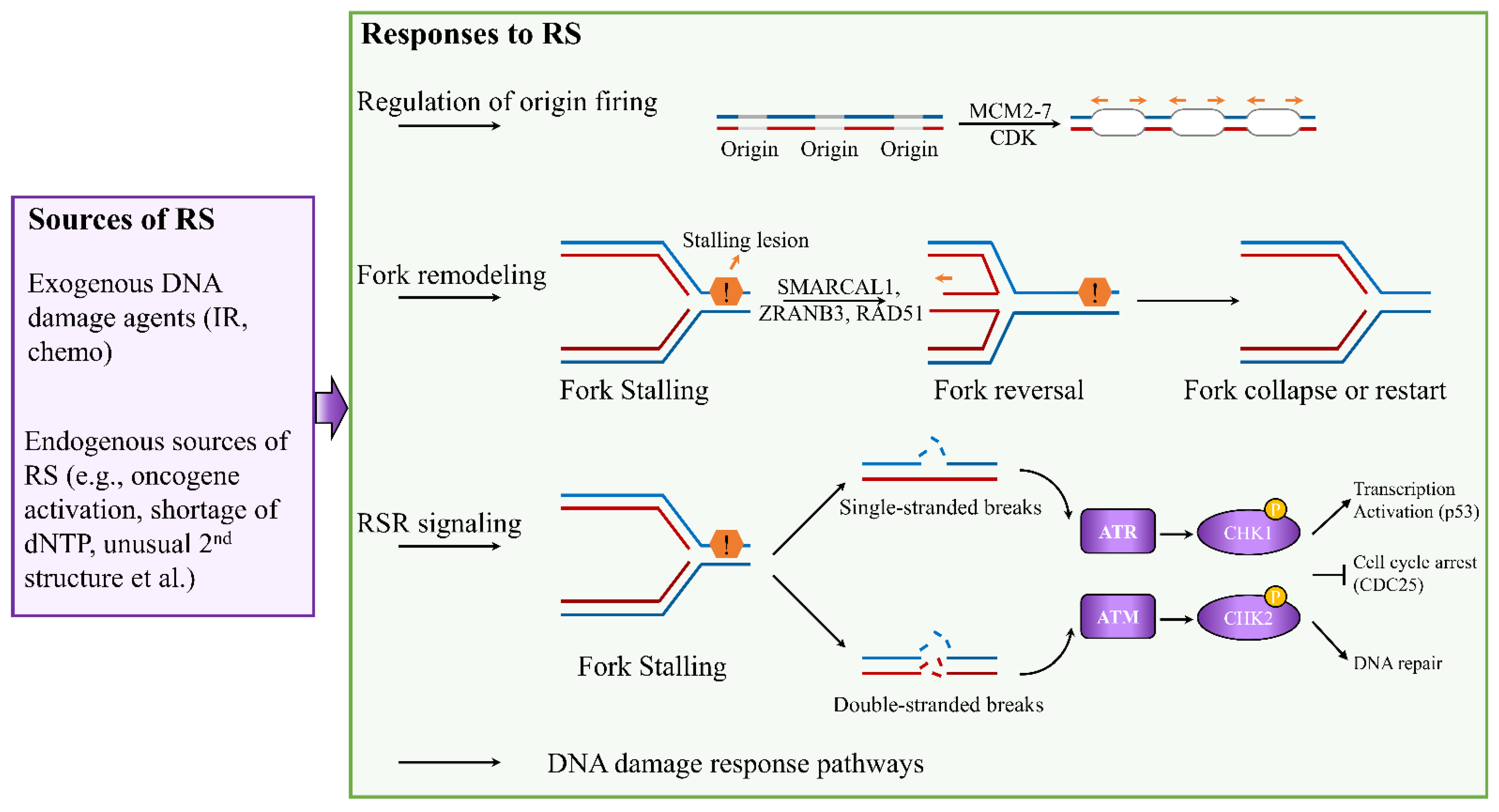 Biomedicines 10 02775 g001