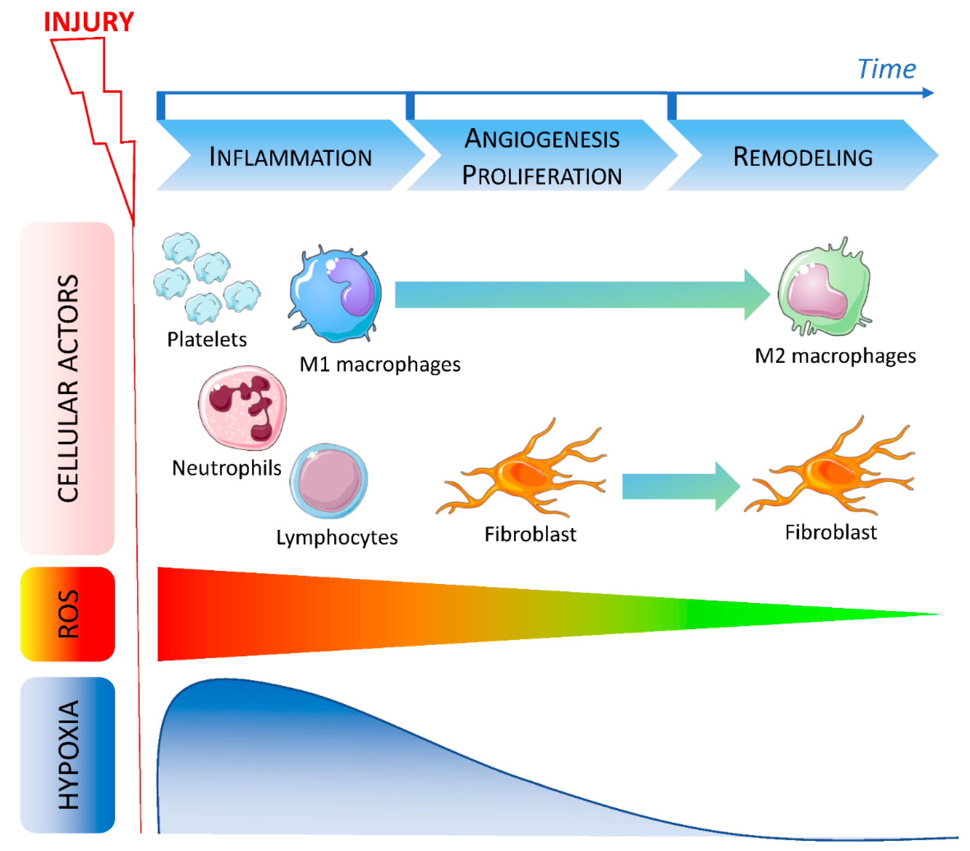 Biomedicines 10 02784 g001