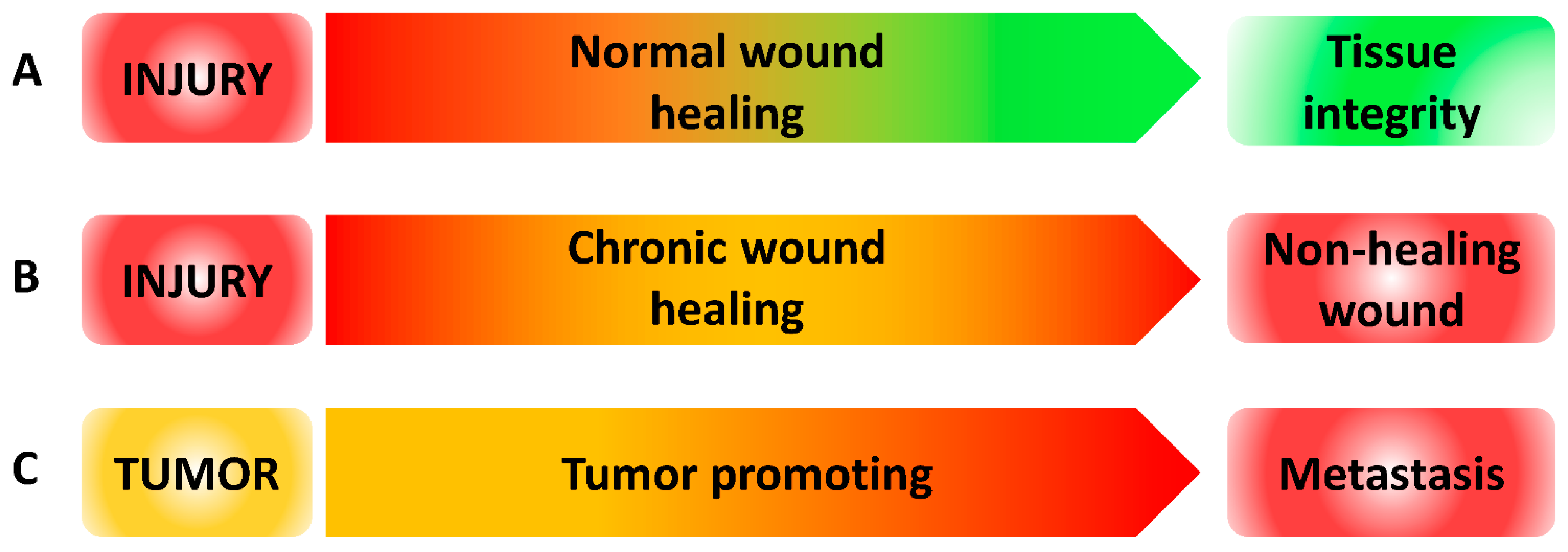 Biomedicines 10 02784 g003