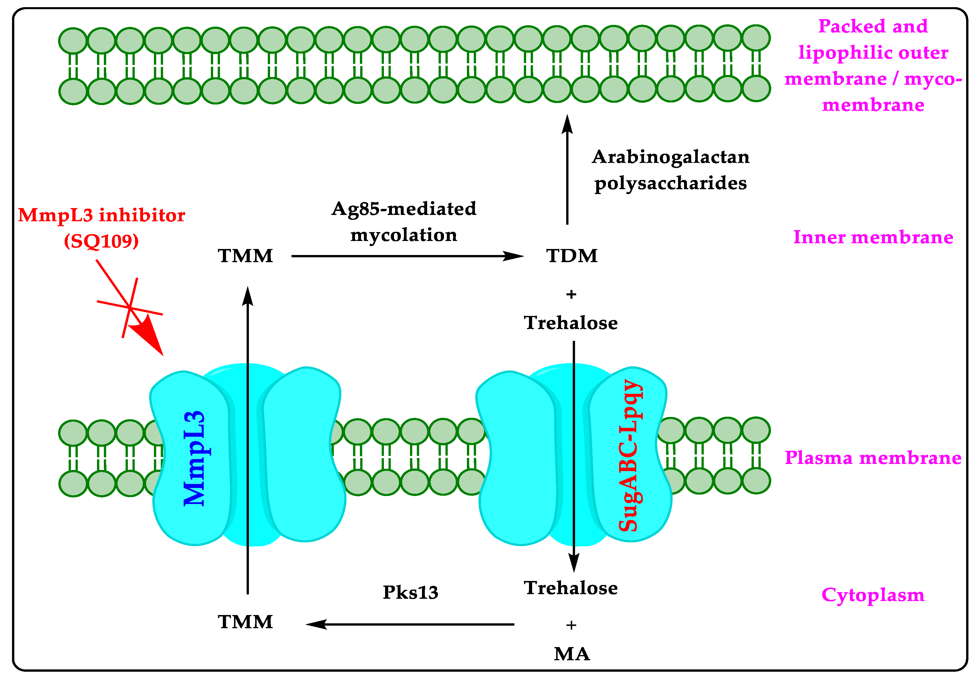 Biomedicines 10 02793 g001 Biomedicines 10 02793 g001