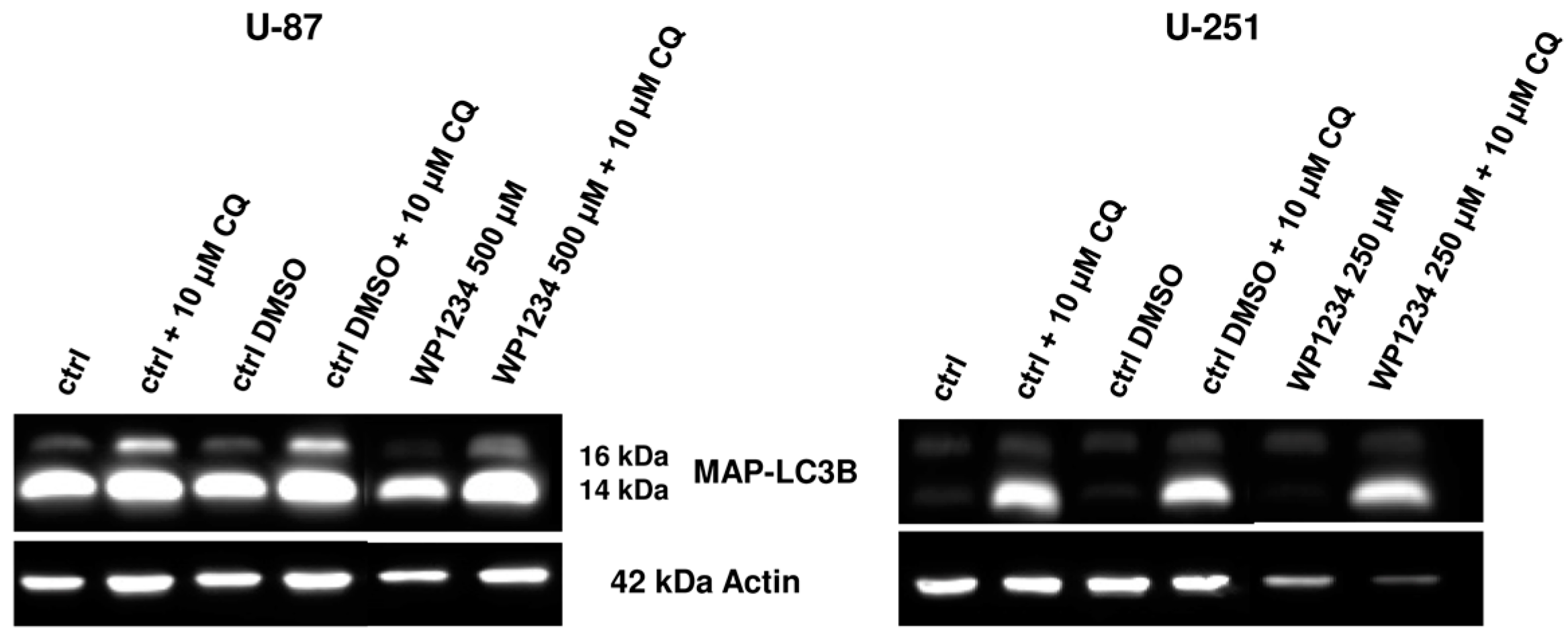 Biomedicines 10 02799 g011