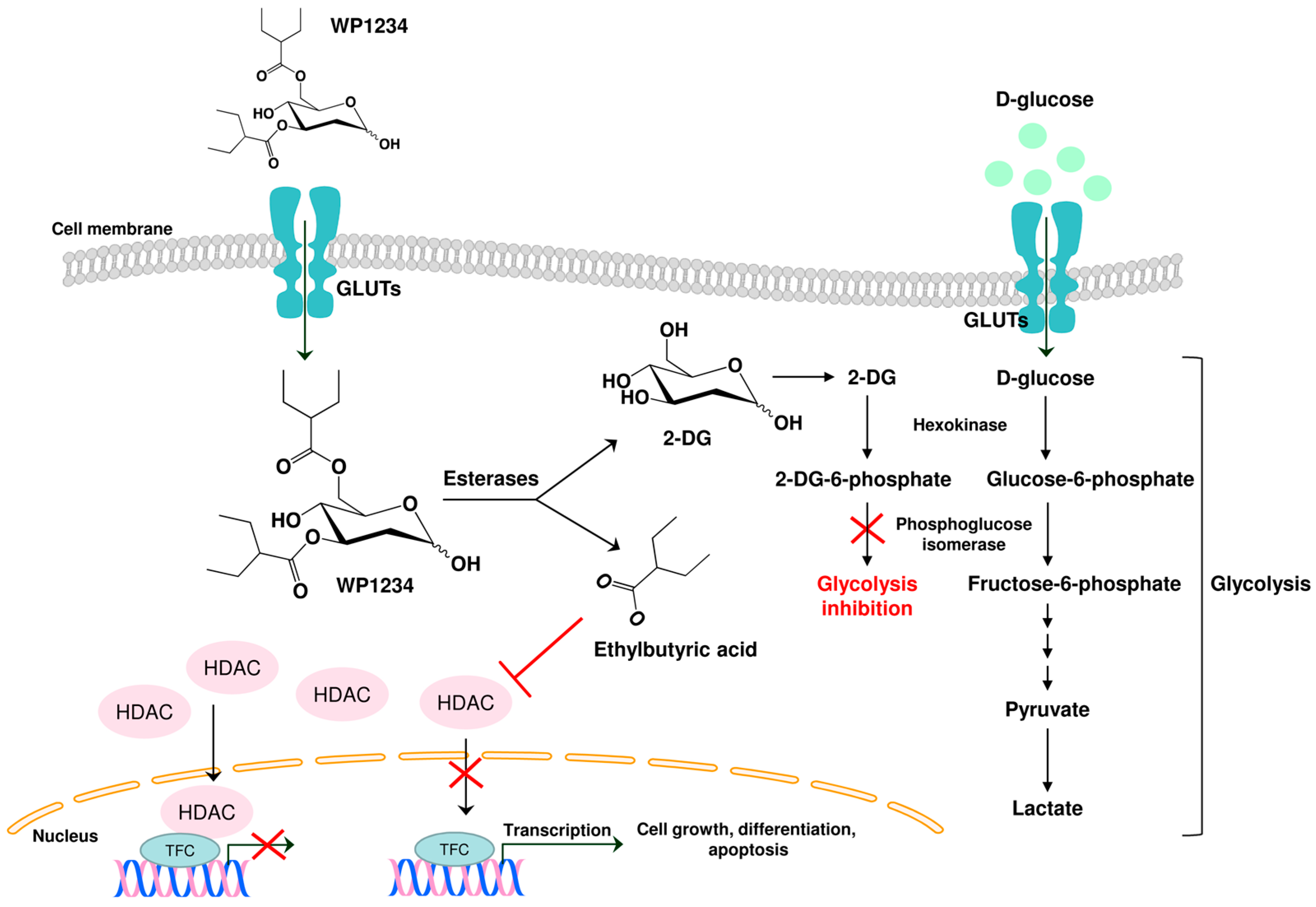 Biomedicines 10 02799 g013
