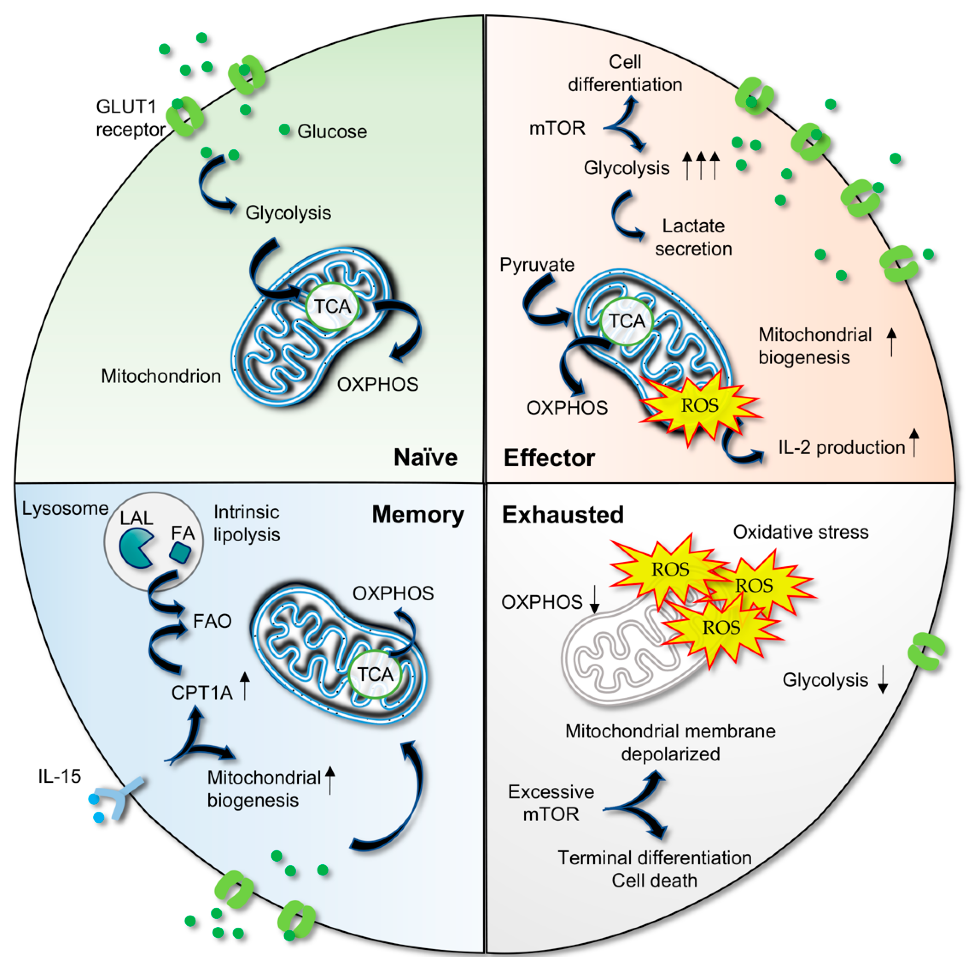 Biomedicines 10 02809 g001