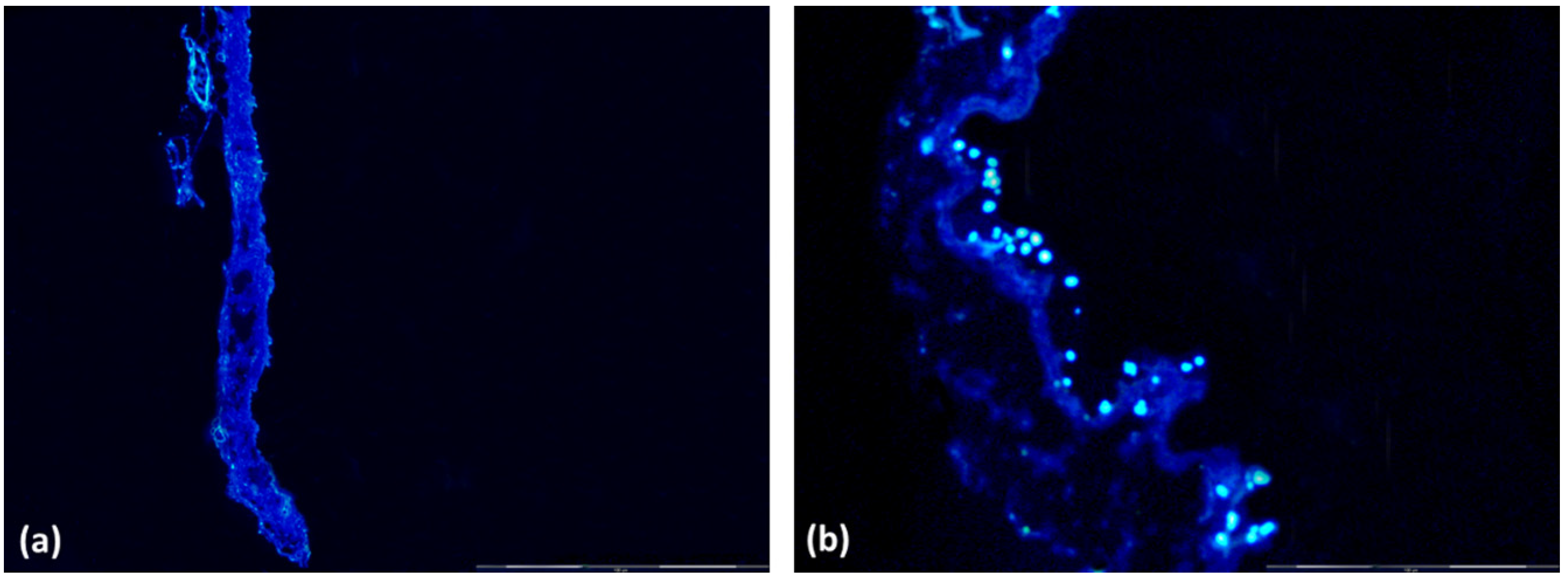 Biomedicines 10 02814 g001