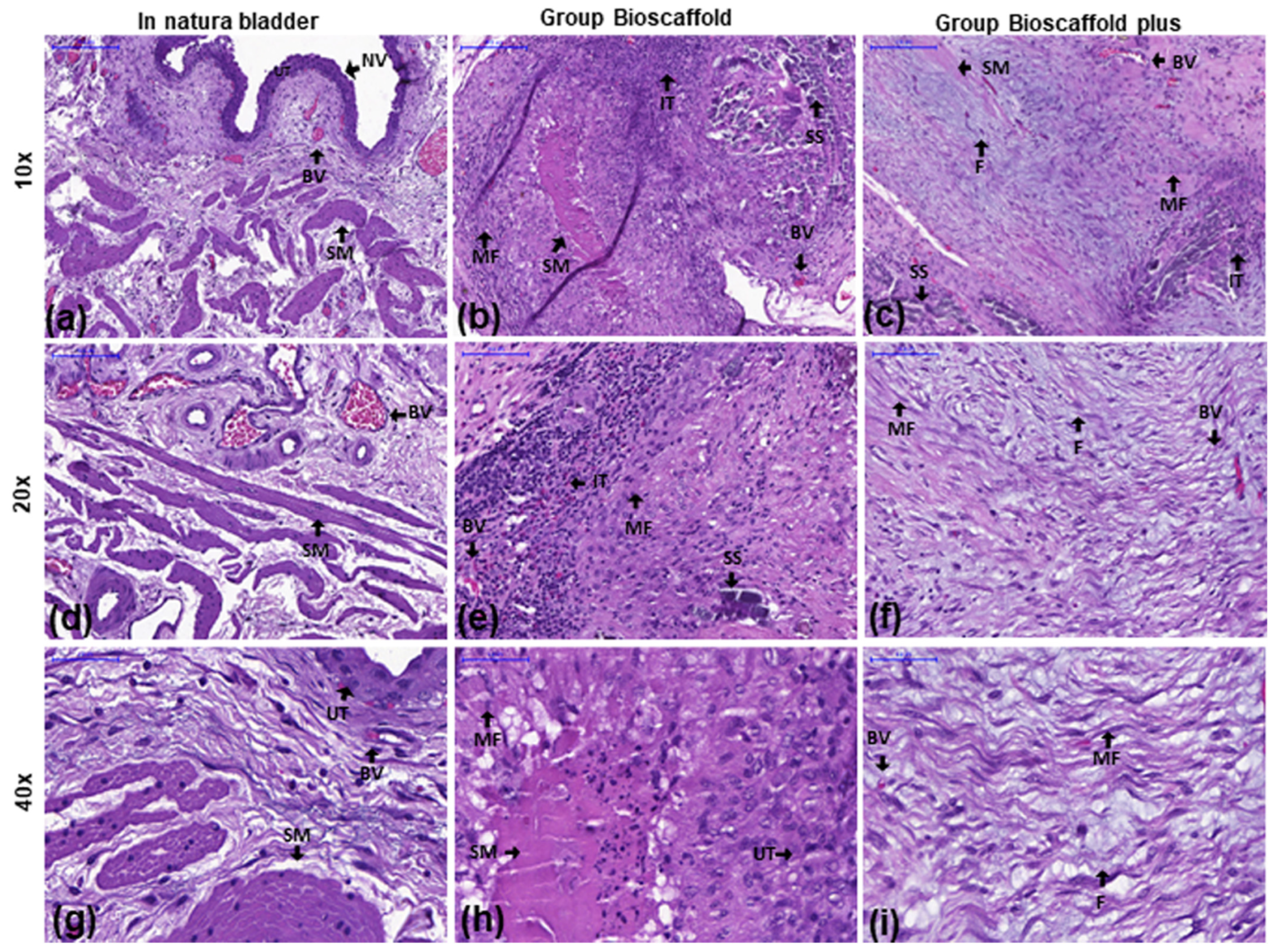 Biomedicines 10 02814 g003