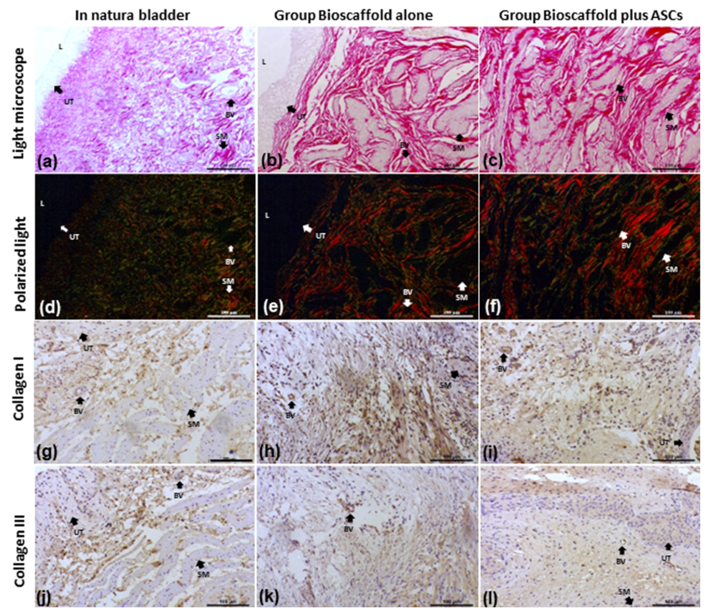 Biomedicines 10 02814 g004
