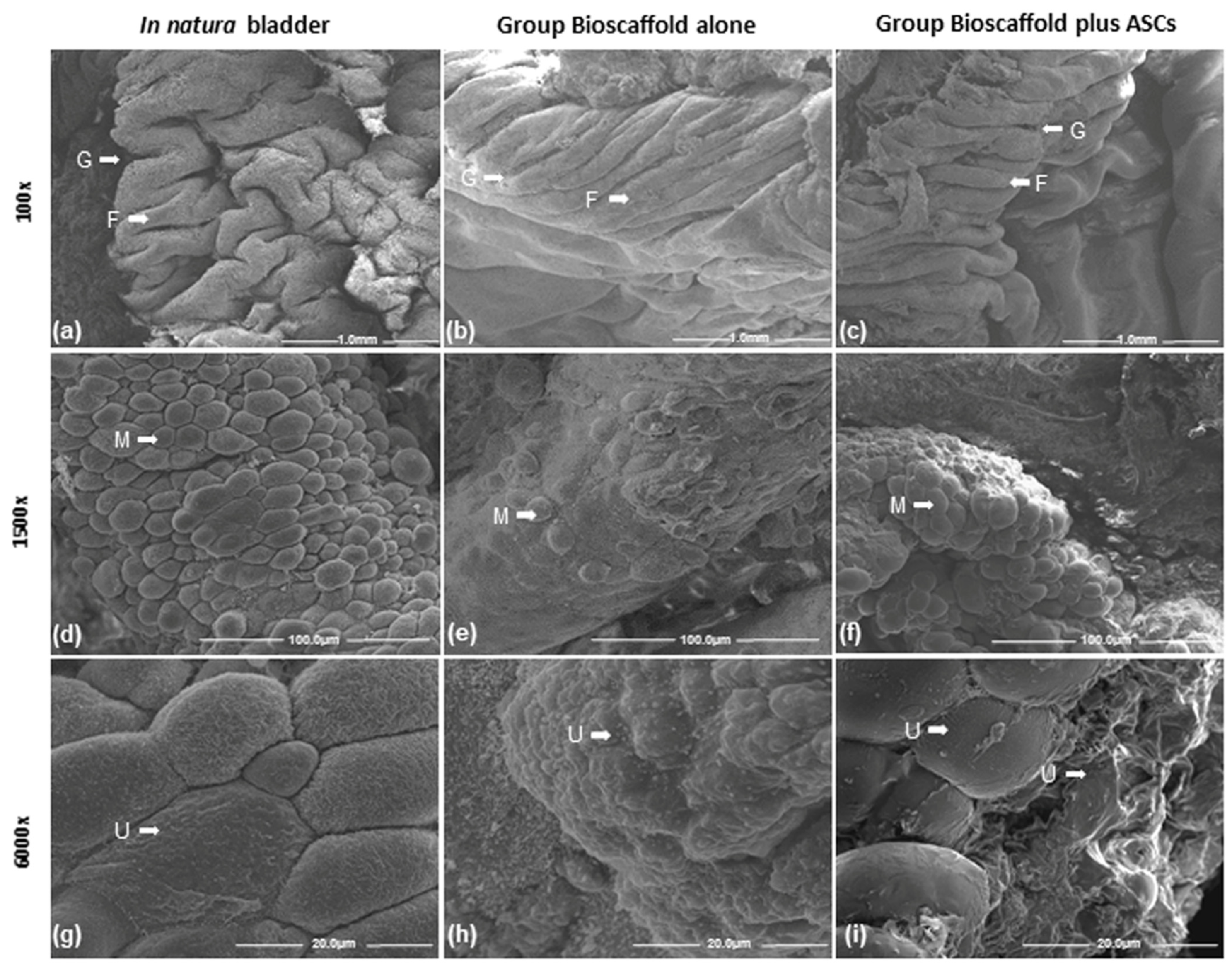 Biomedicines 10 02814 g005