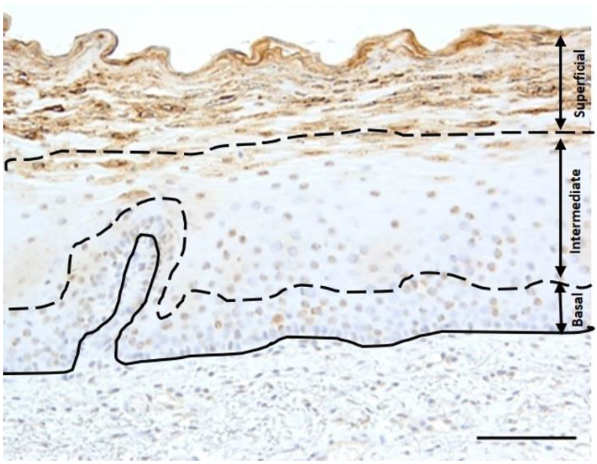 Biomedicines 10 02816 g001 Biomedicines 10 02816 g001