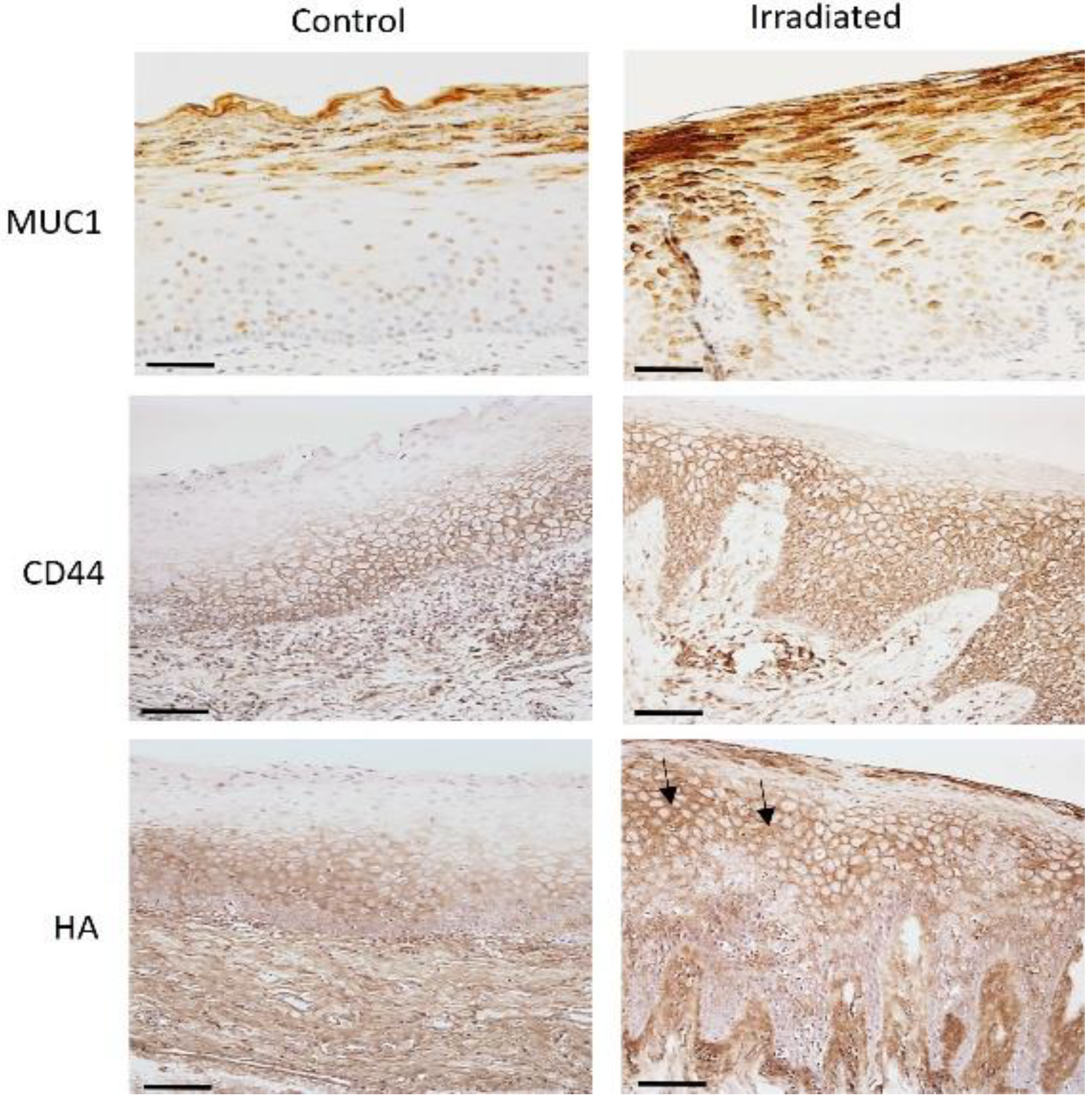 Biomedicines 10 02816 g002 Biomedicines 10 02816 g002