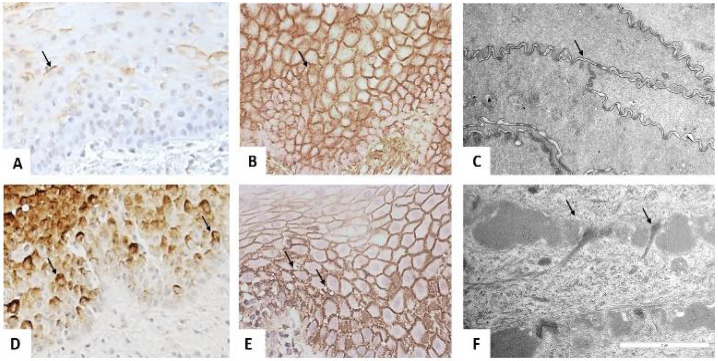 Biomedicines 10 02816 g003 Biomedicines 10 02816 g003