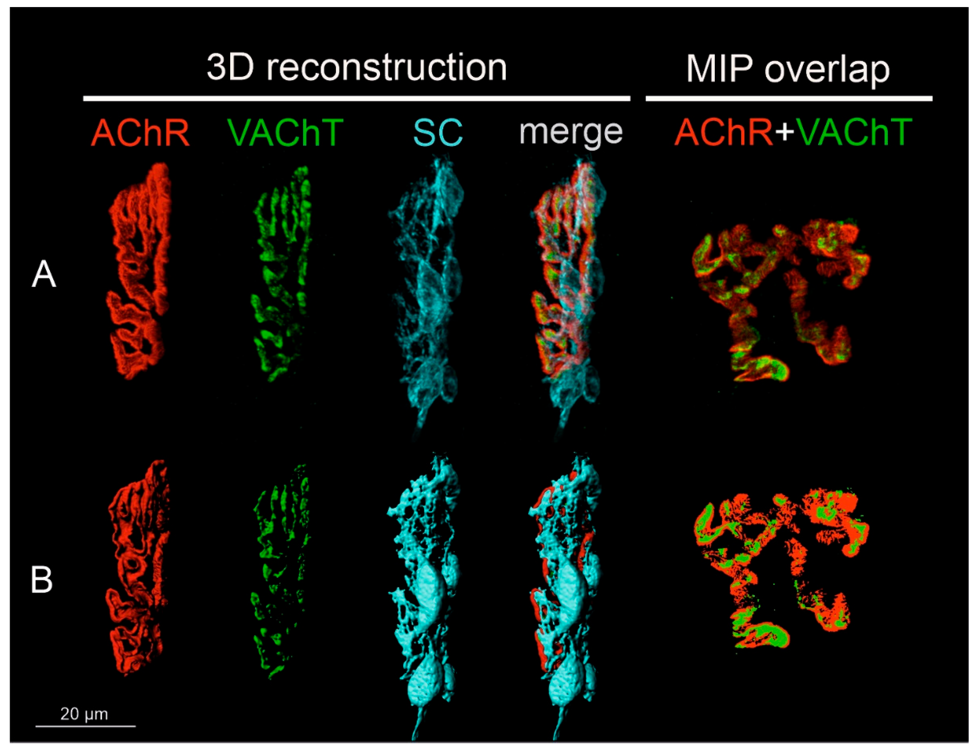 Biomedicines 10 02851 g001