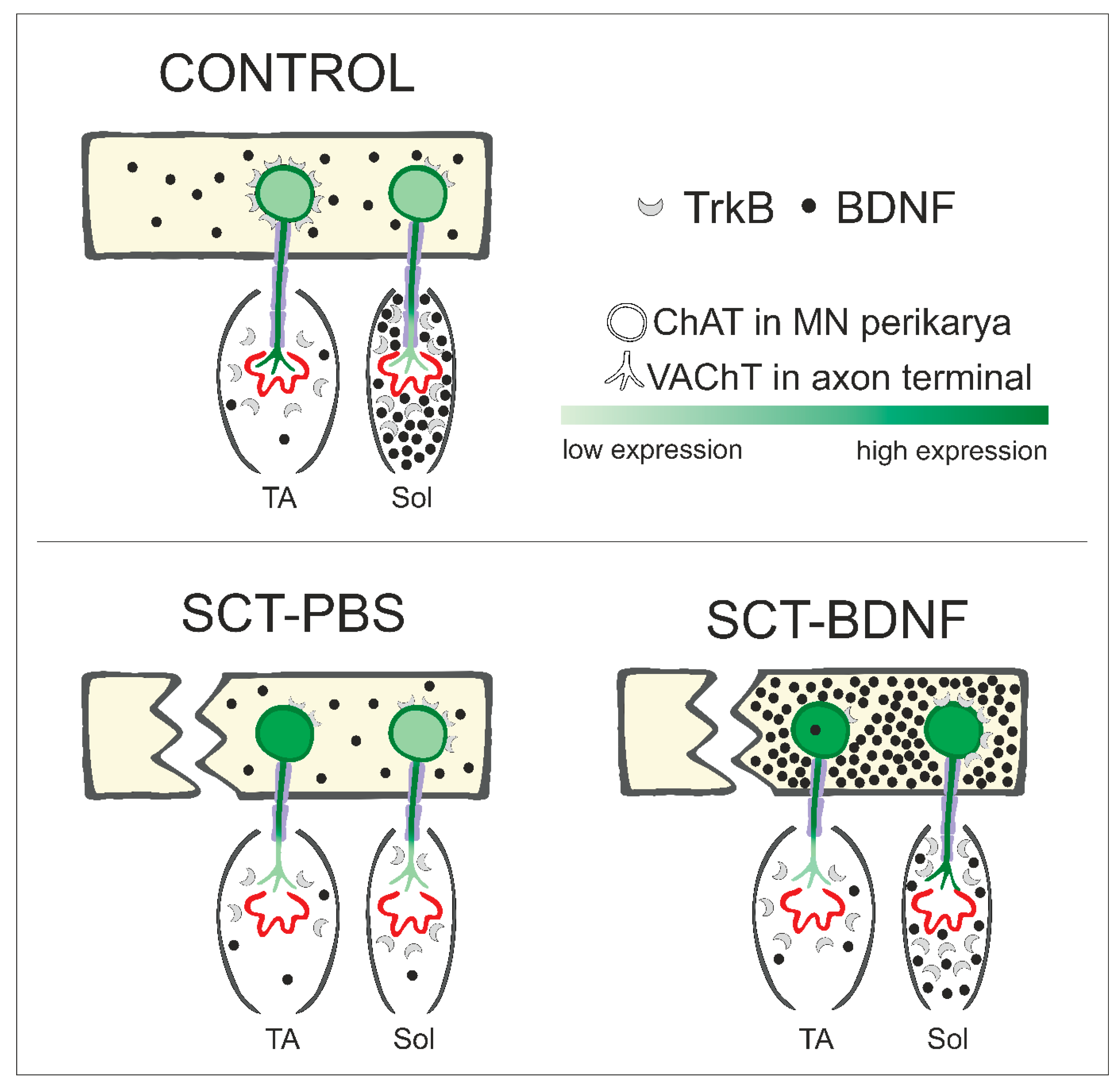 Biomedicines 10 02851 g007