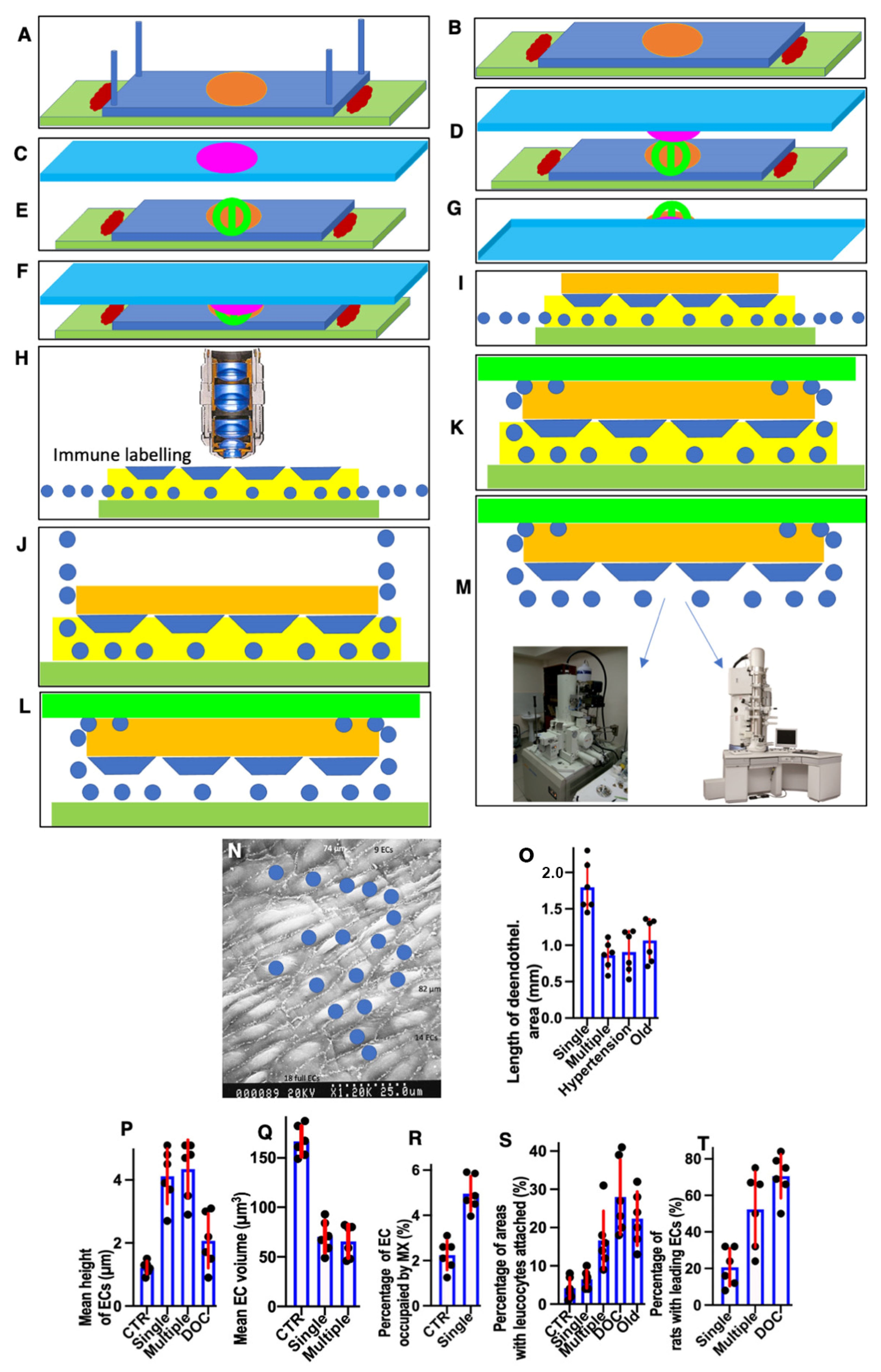 Biomedicines 10 02858 g001 Biomedicines 10 02858 g001