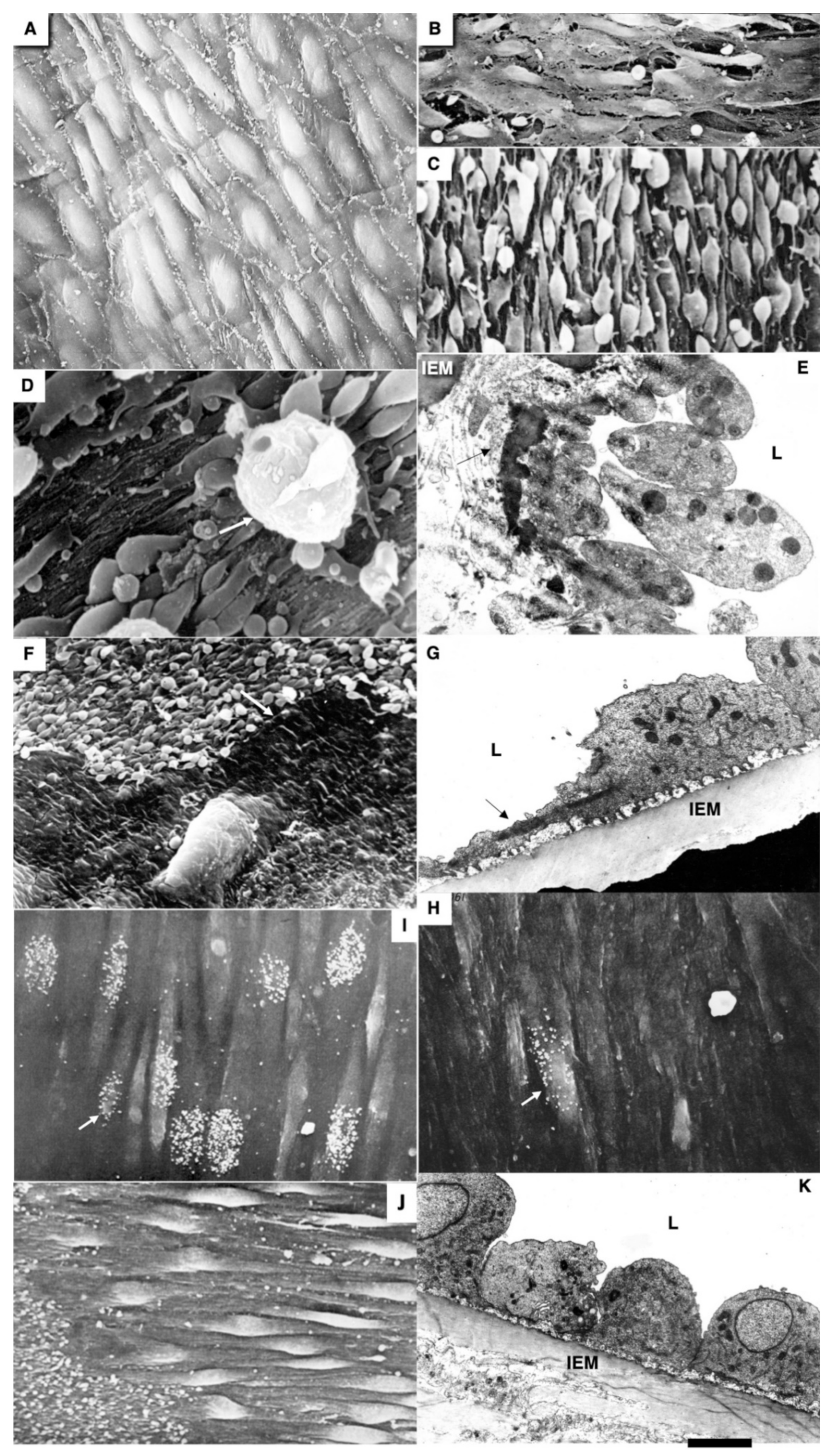 Biomedicines 10 02858 g002 Biomedicines 10 02858 g002