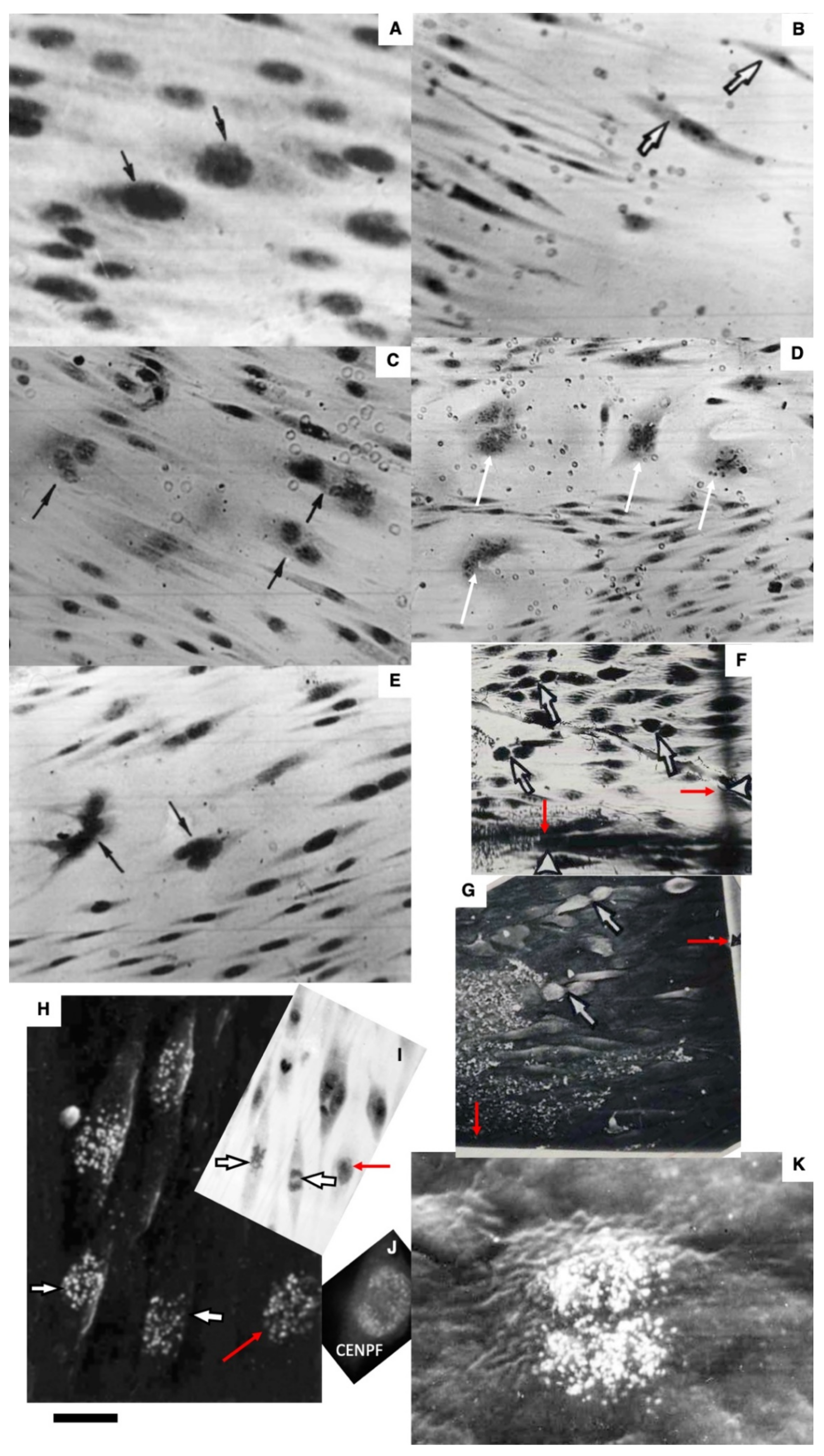 Biomedicines 10 02858 g003 Biomedicines 10 02858 g003