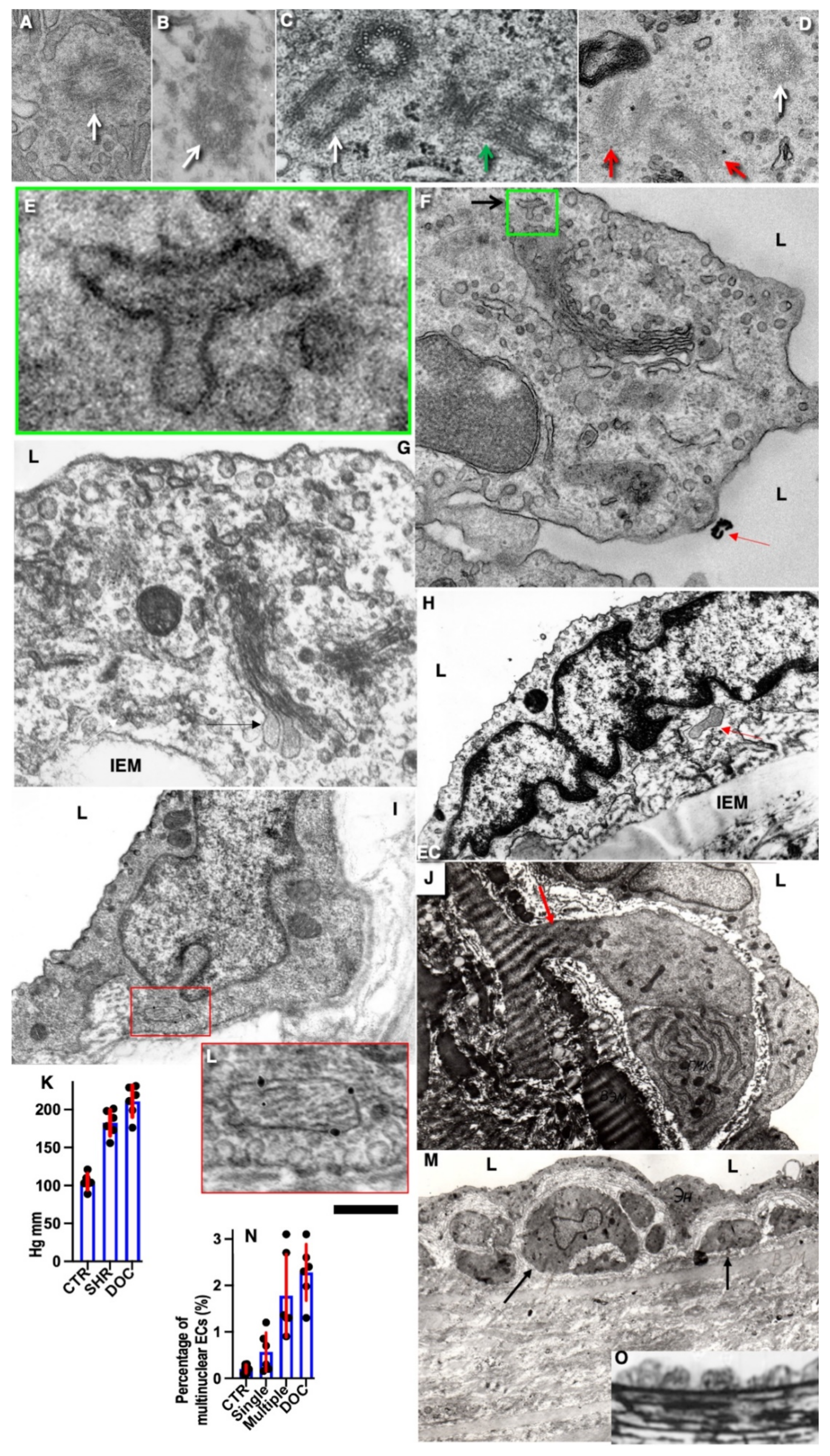 Biomedicines 10 02858 g005 Biomedicines 10 02858 g005