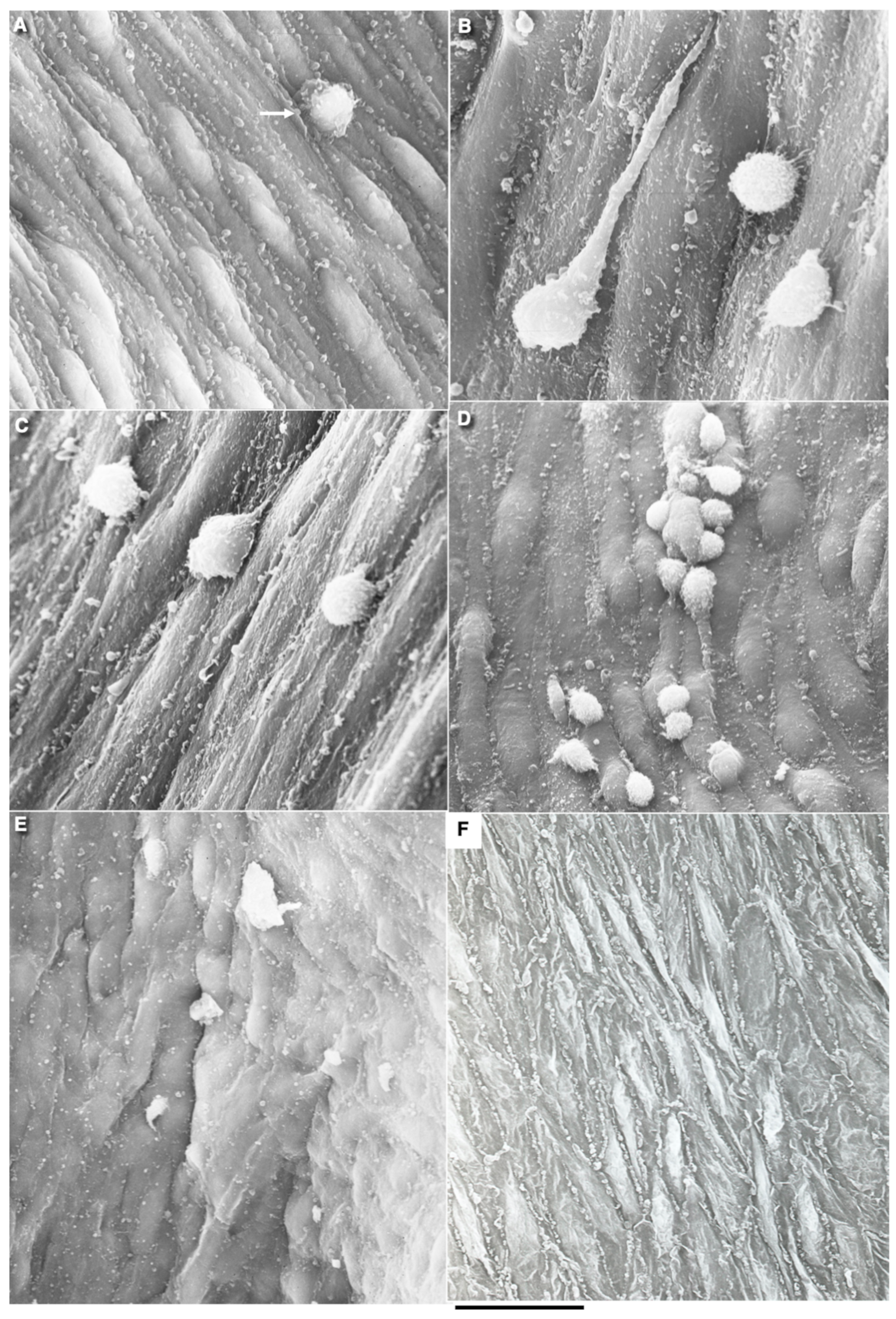 Biomedicines 10 02858 g006 Biomedicines 10 02858 g006