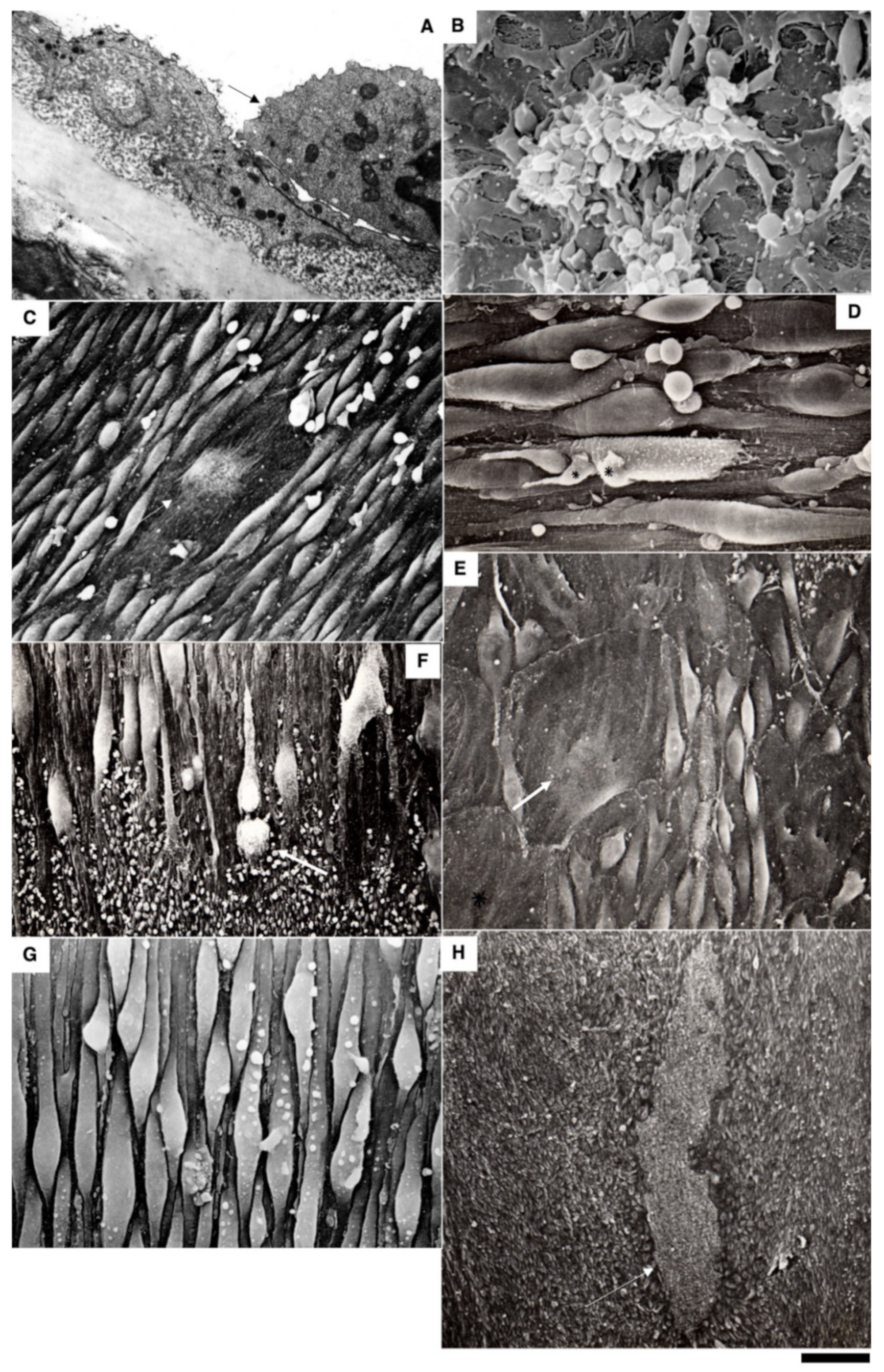 Biomedicines 10 02858 g007 Biomedicines 10 02858 g007