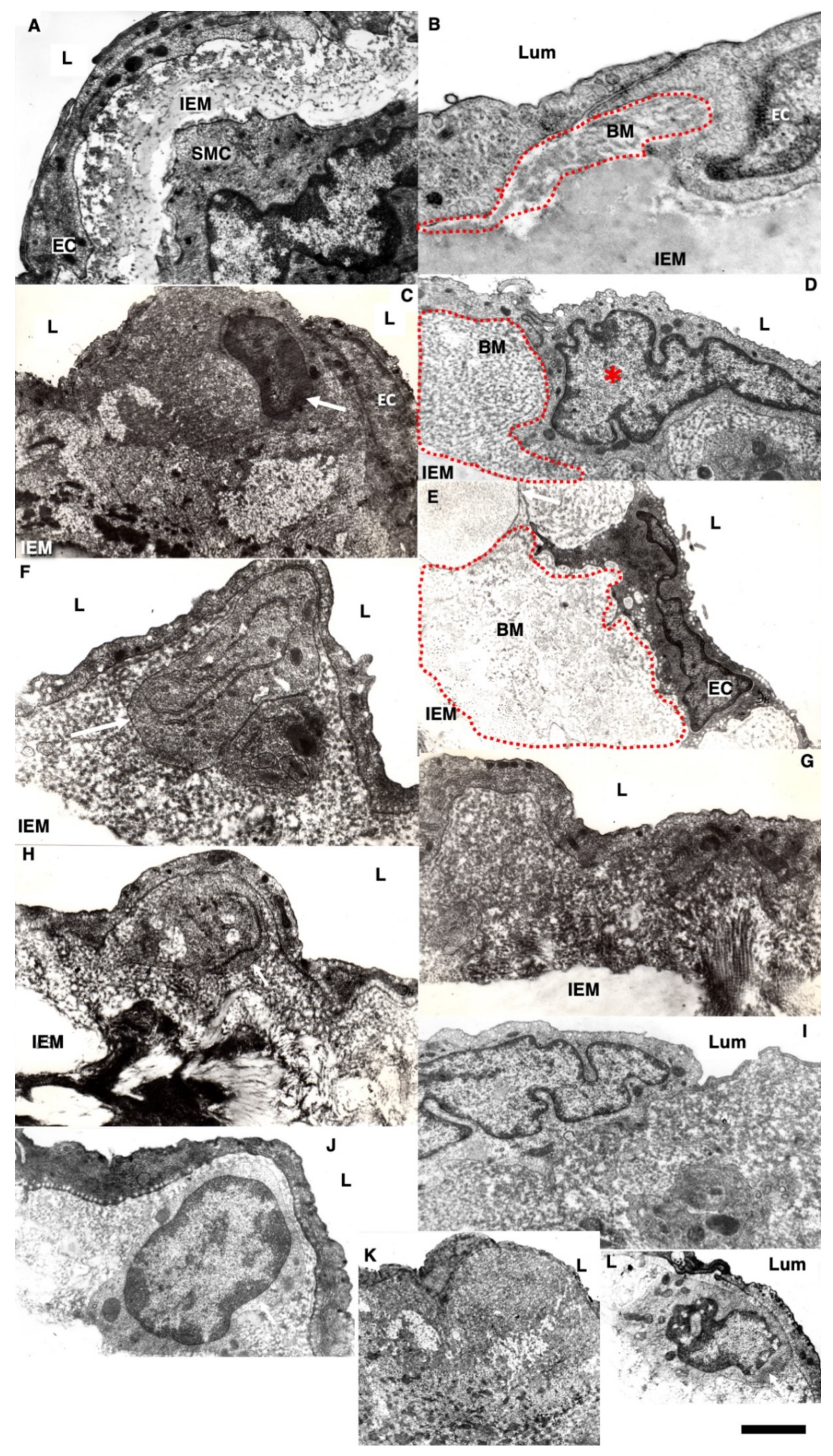 Biomedicines 10 02858 g008 Biomedicines 10 02858 g008