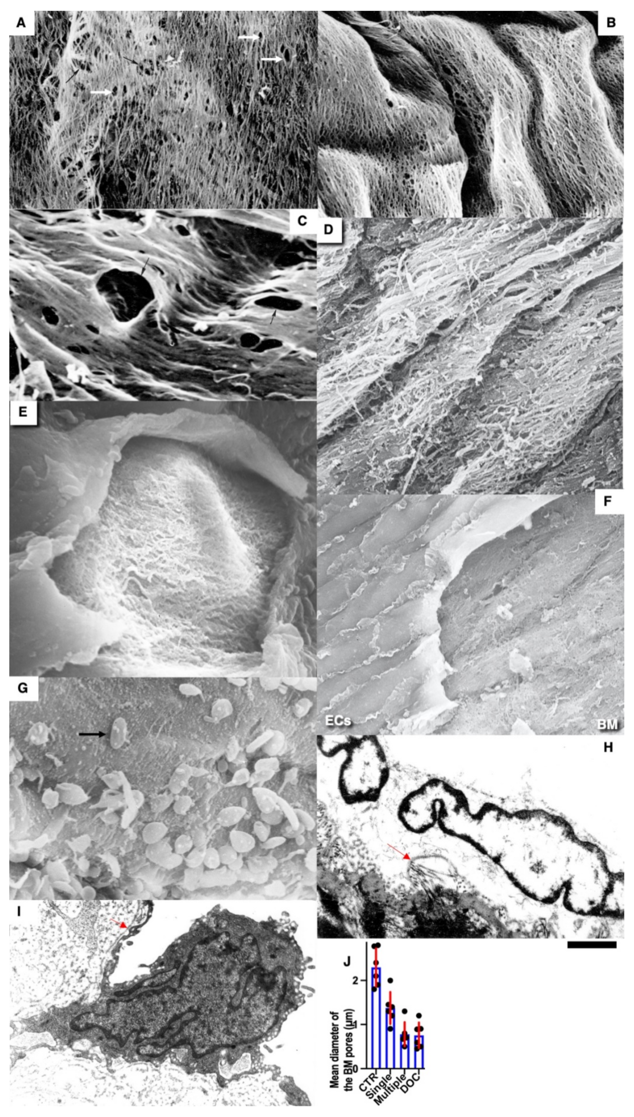 Biomedicines 10 02858 g009 Biomedicines 10 02858 g009