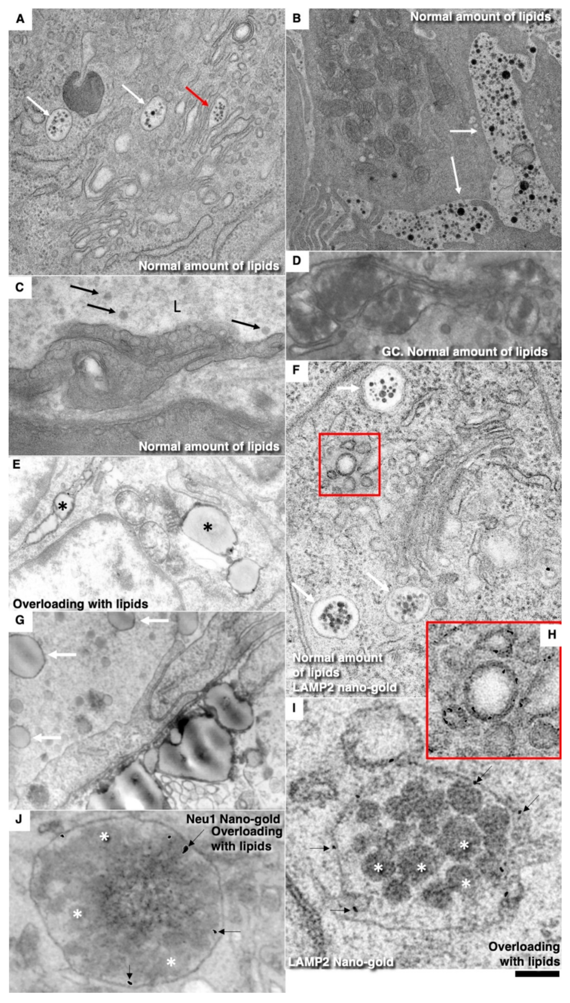 Biomedicines 10 02858 g010 Biomedicines 10 02858 g010