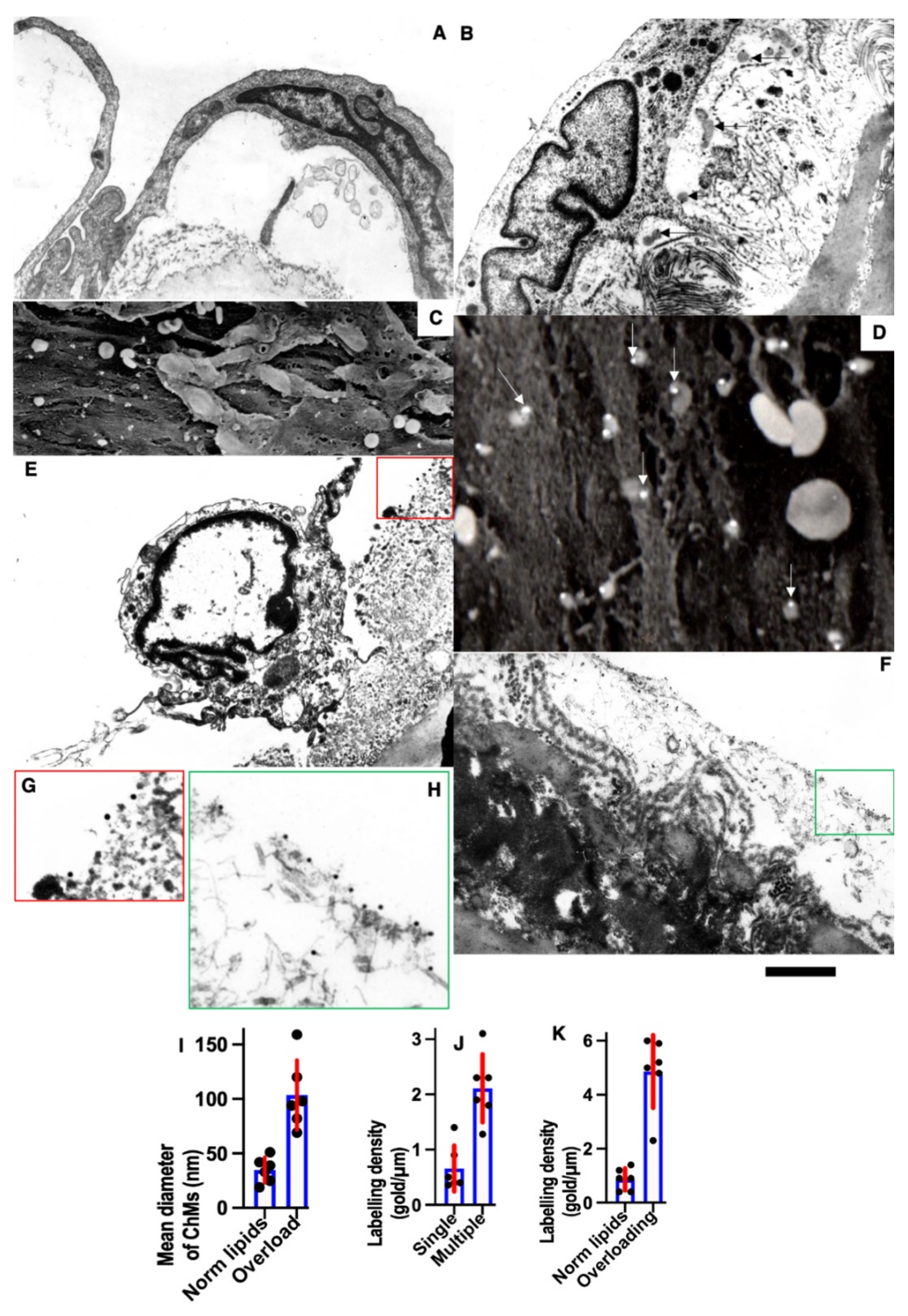 Biomedicines 10 02858 g011 Biomedicines 10 02858 g011