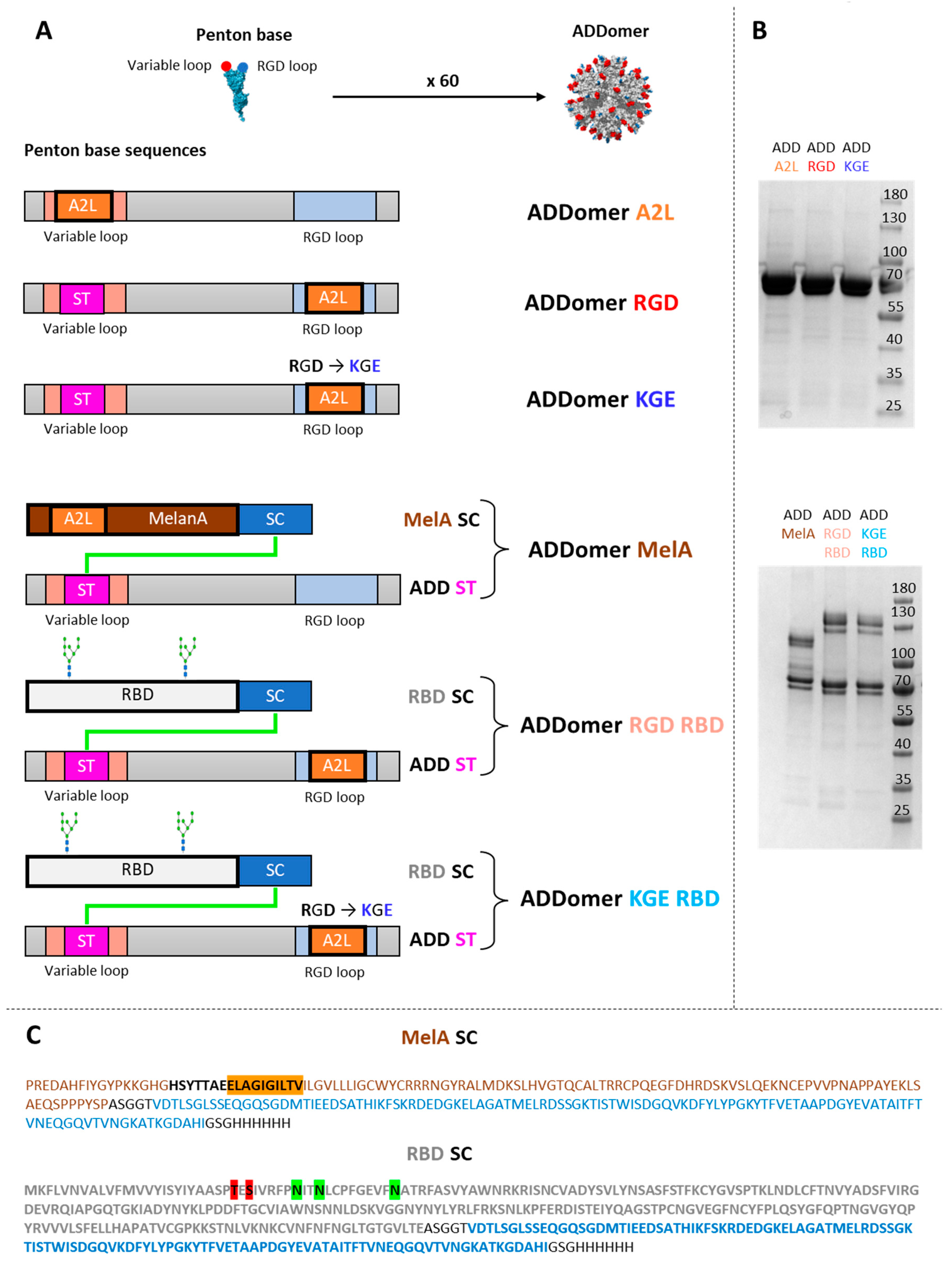 Biomedicines 10 02881 g001
