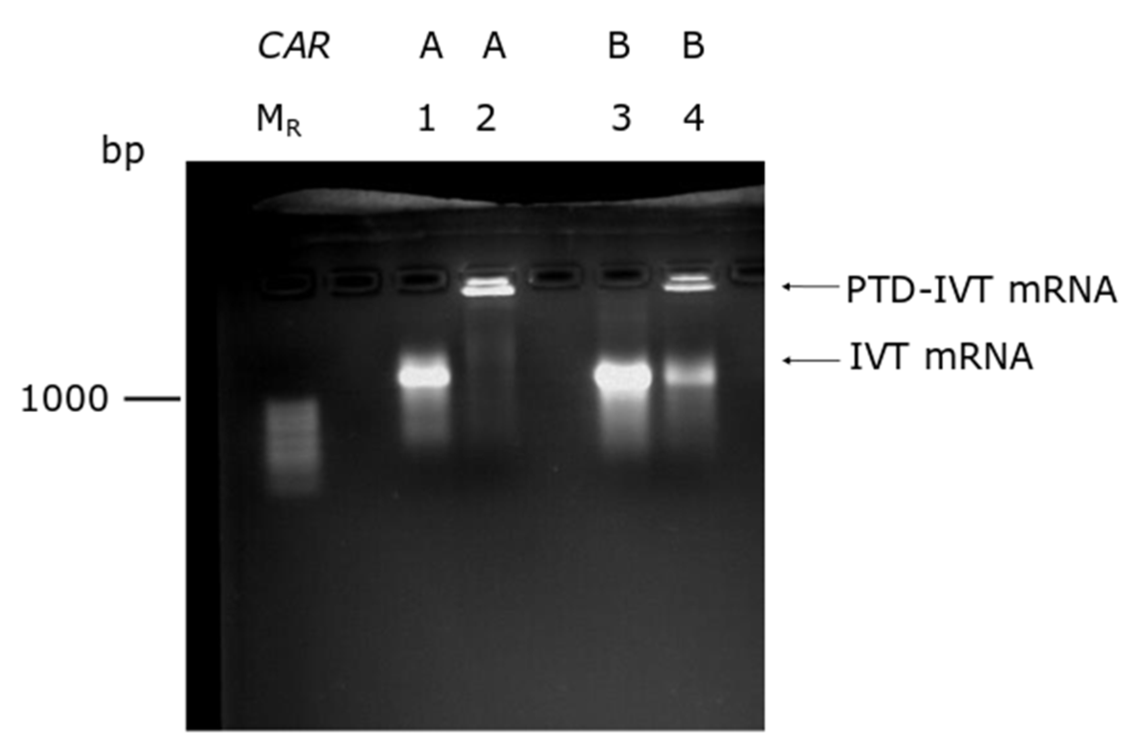 Biomedicines 10 02885 g002