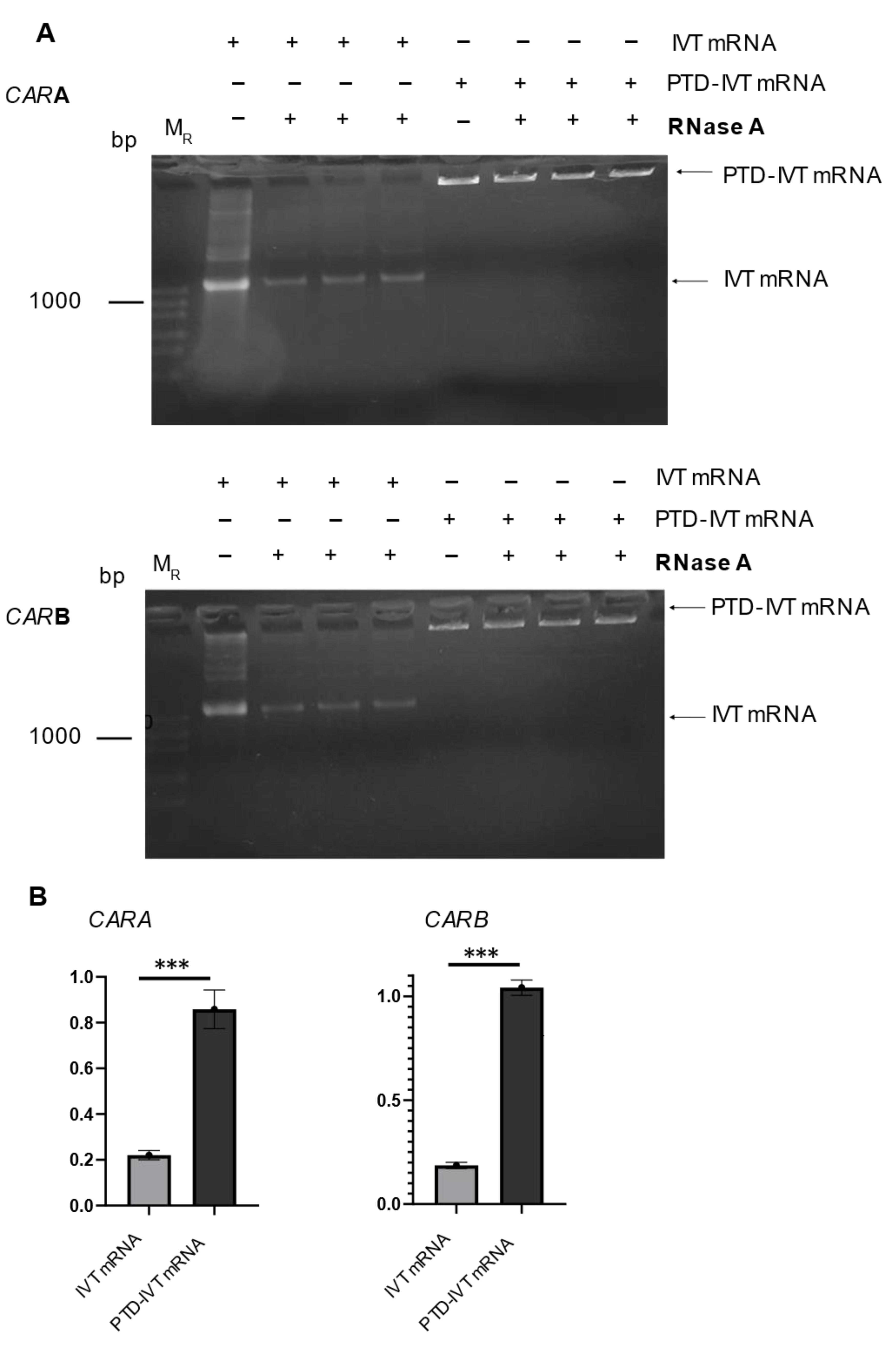 Biomedicines 10 02885 g003