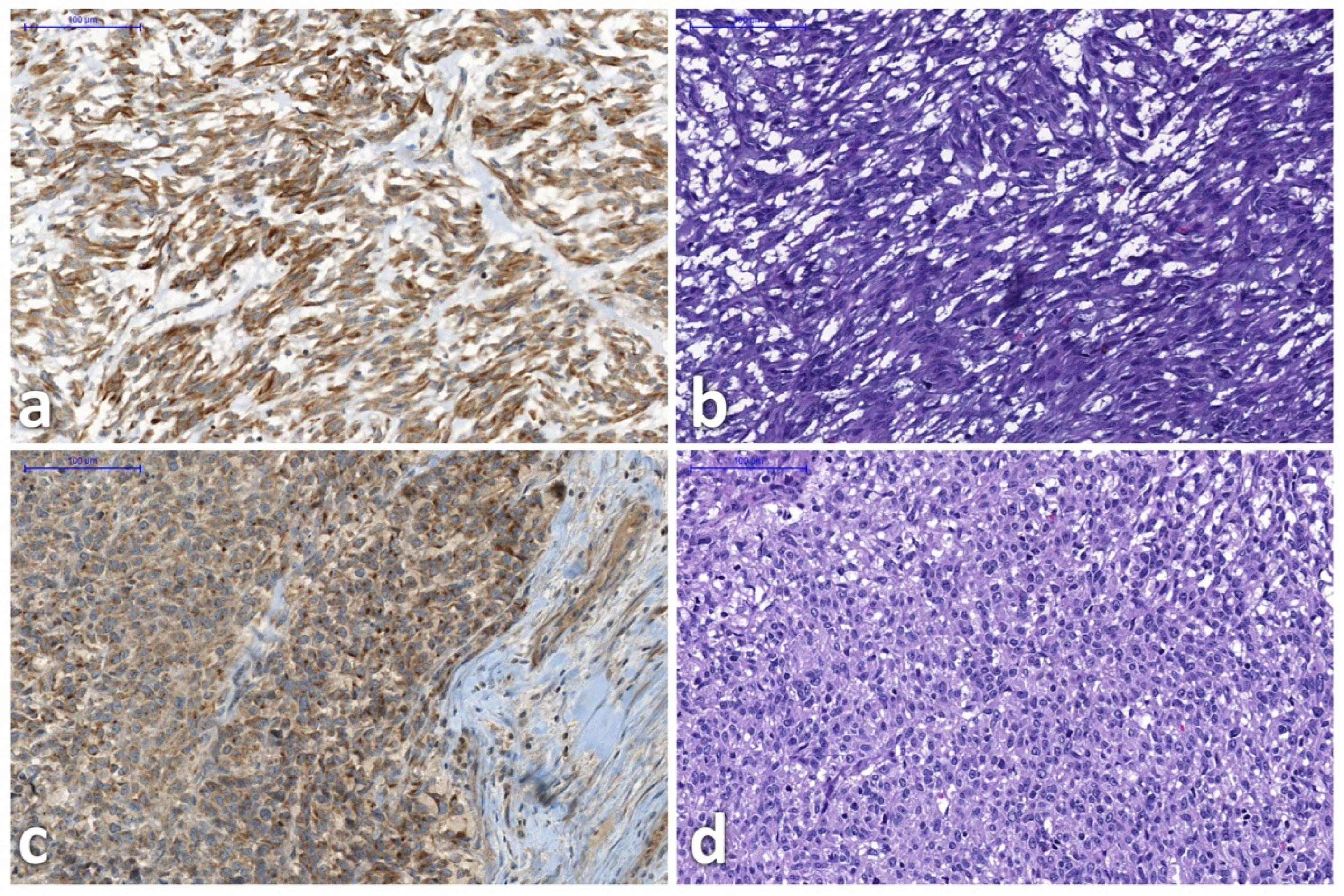 Biomedicines 10 02899 g003 Biomedicines 10 02899 g003