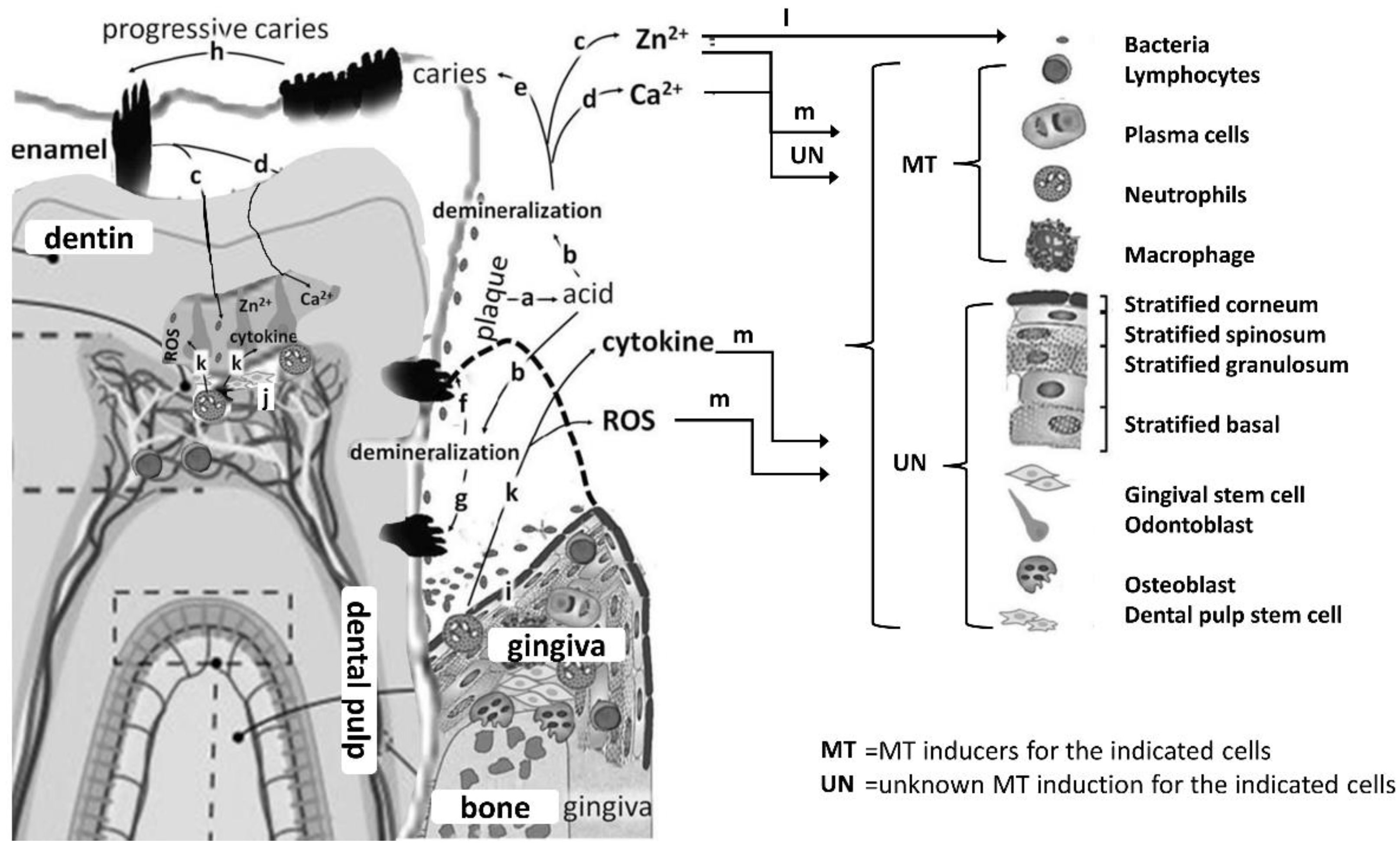 Biomedicines 10 02905 g003