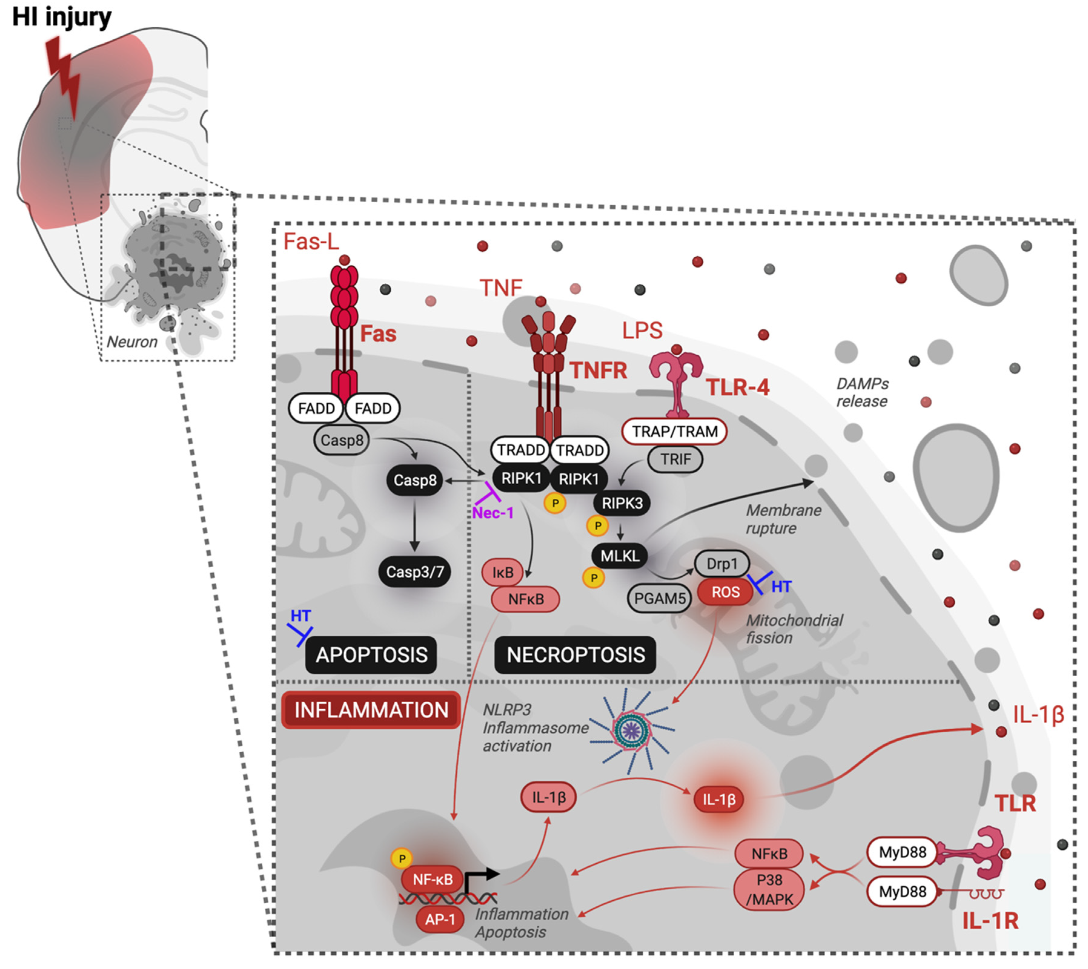 Biomedicines 10 02913 g005