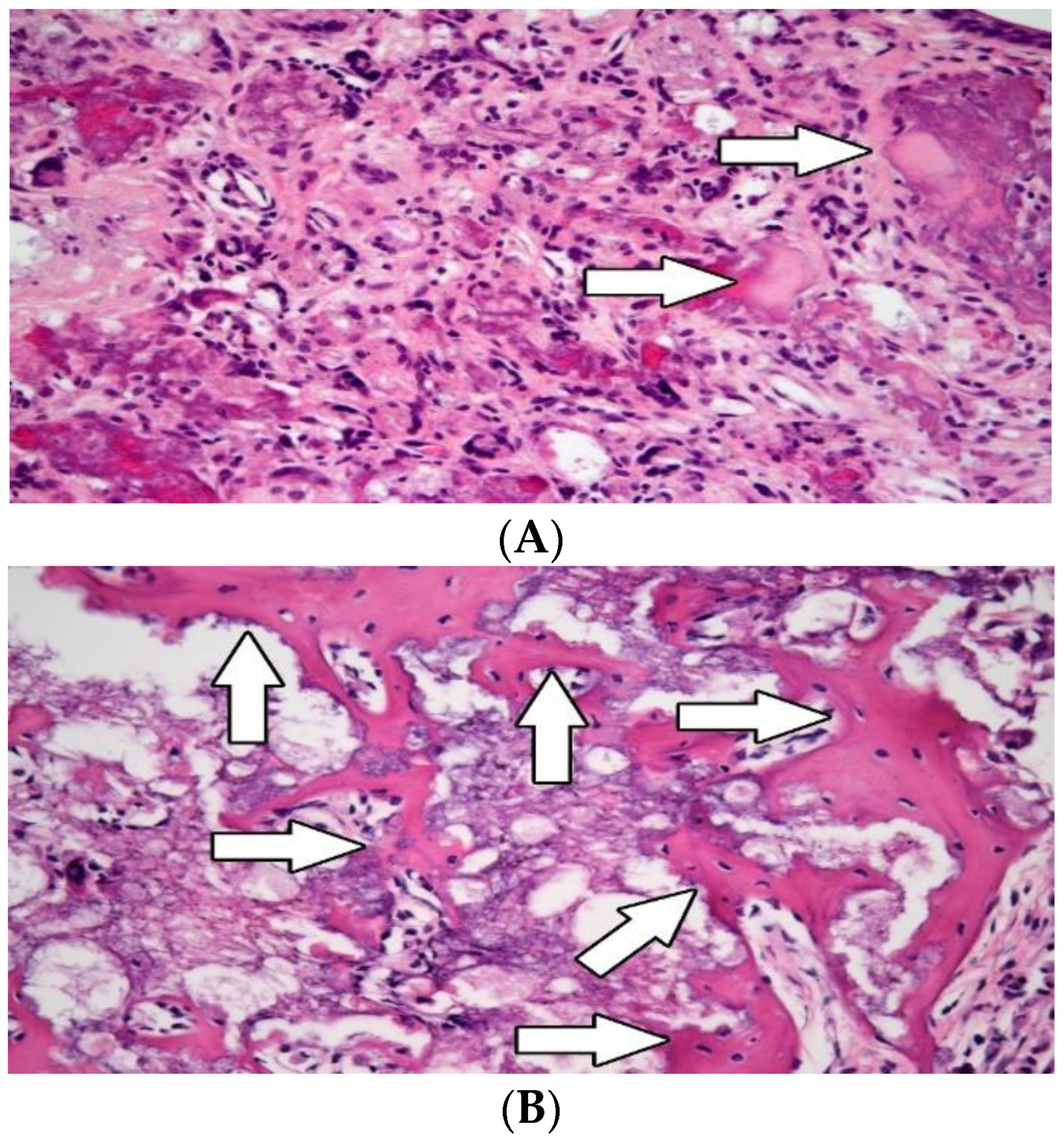 Biomedicines 10 02918 g002 Biomedicines 10 02918 g002