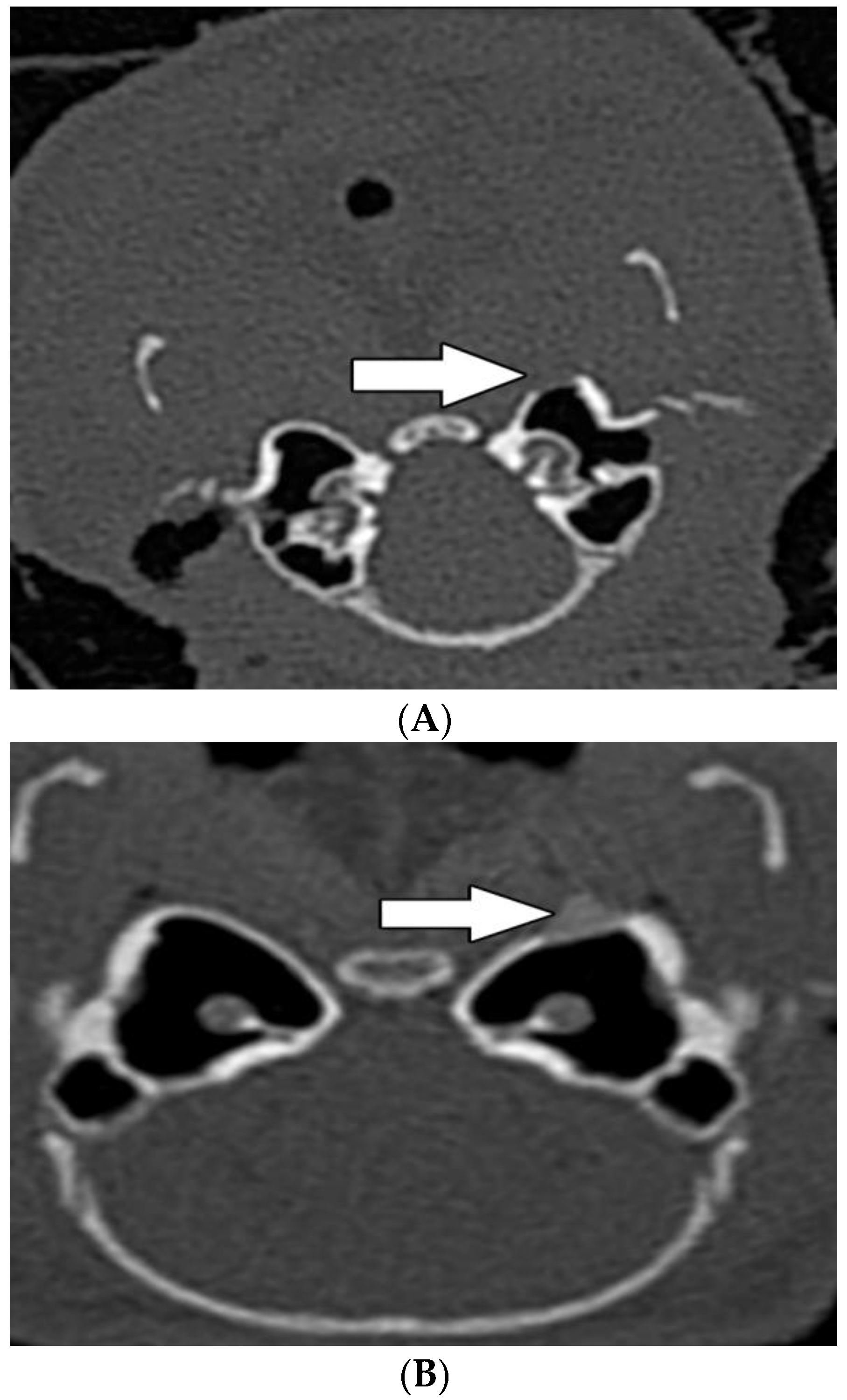 Biomedicines 10 02918 g006 Biomedicines 10 02918 g006
