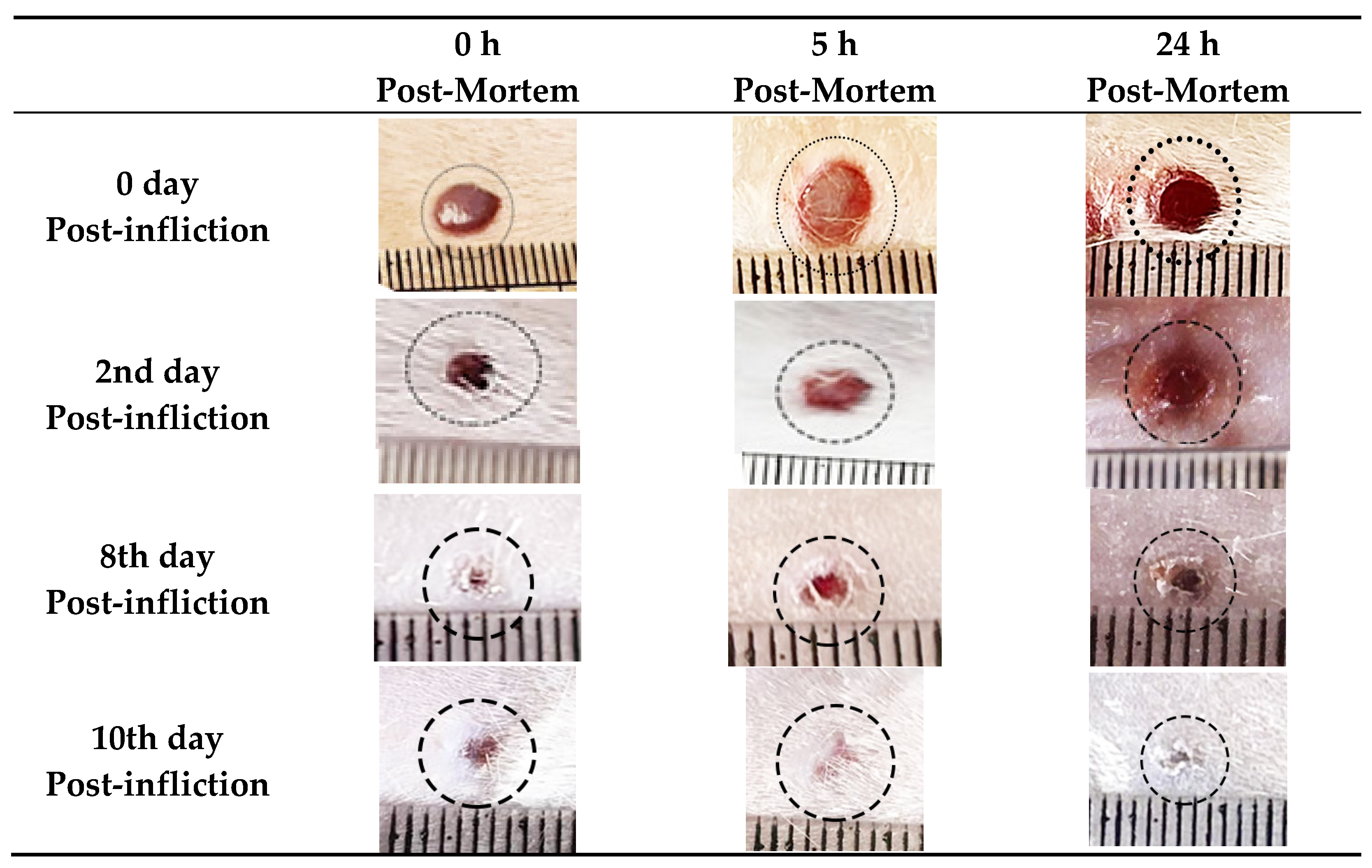Biomedicines 10 02919 g001