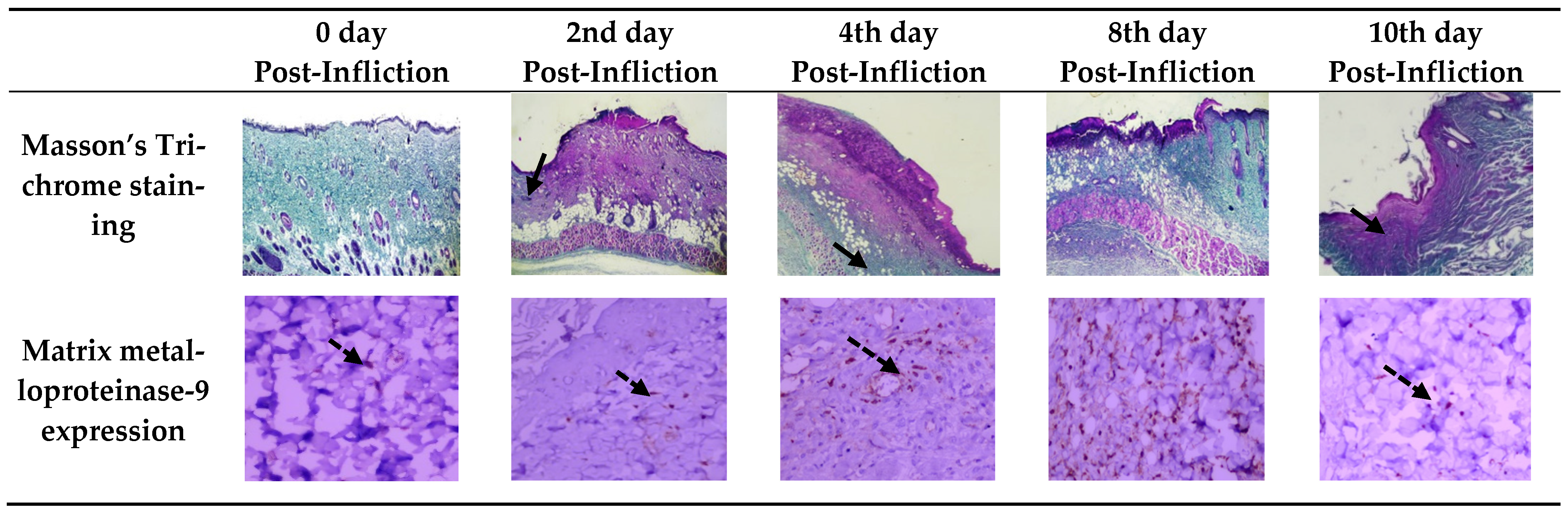 Biomedicines 10 02919 g003