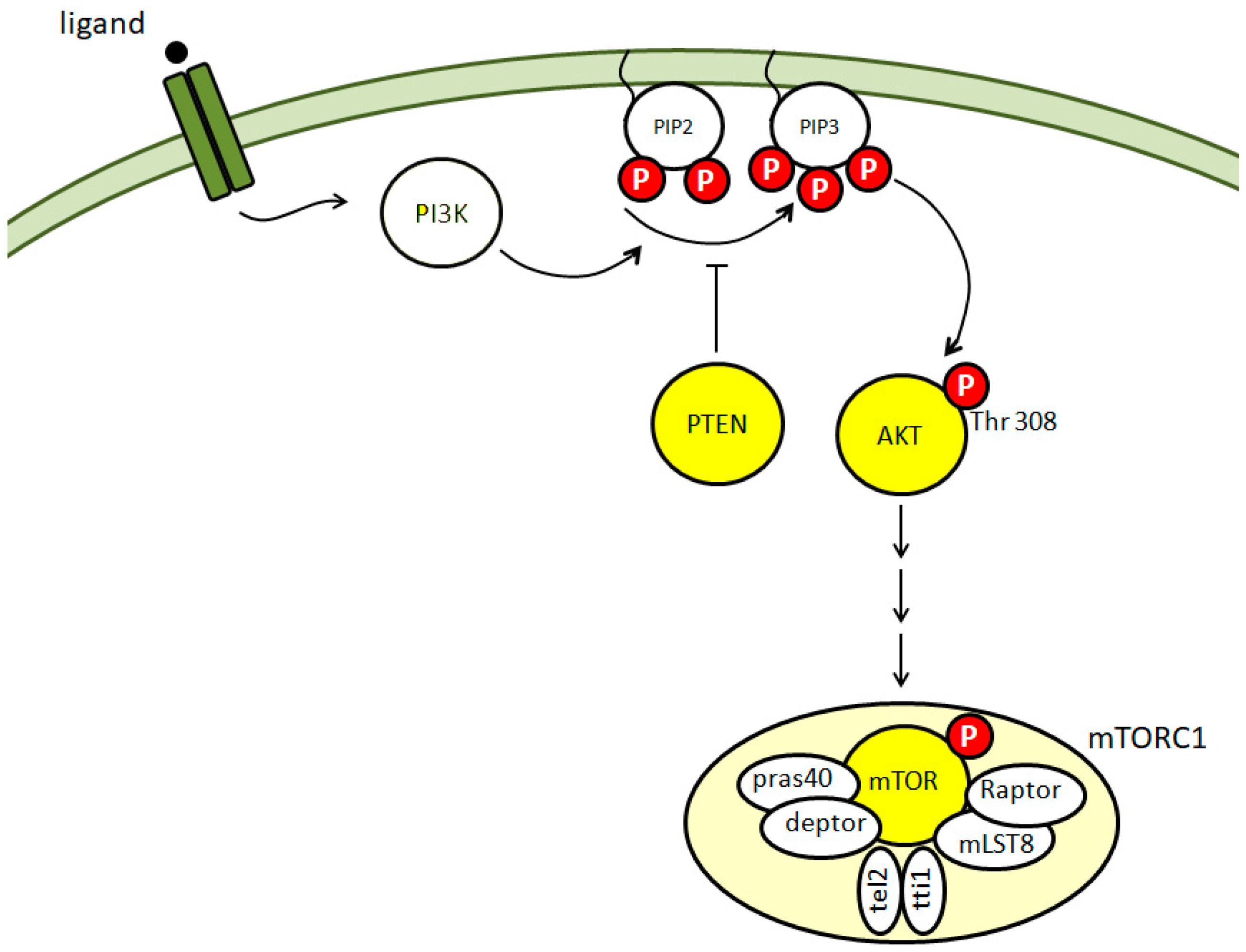 Biomedicines 10 02935 g001 Biomedicines 10 02935 g001