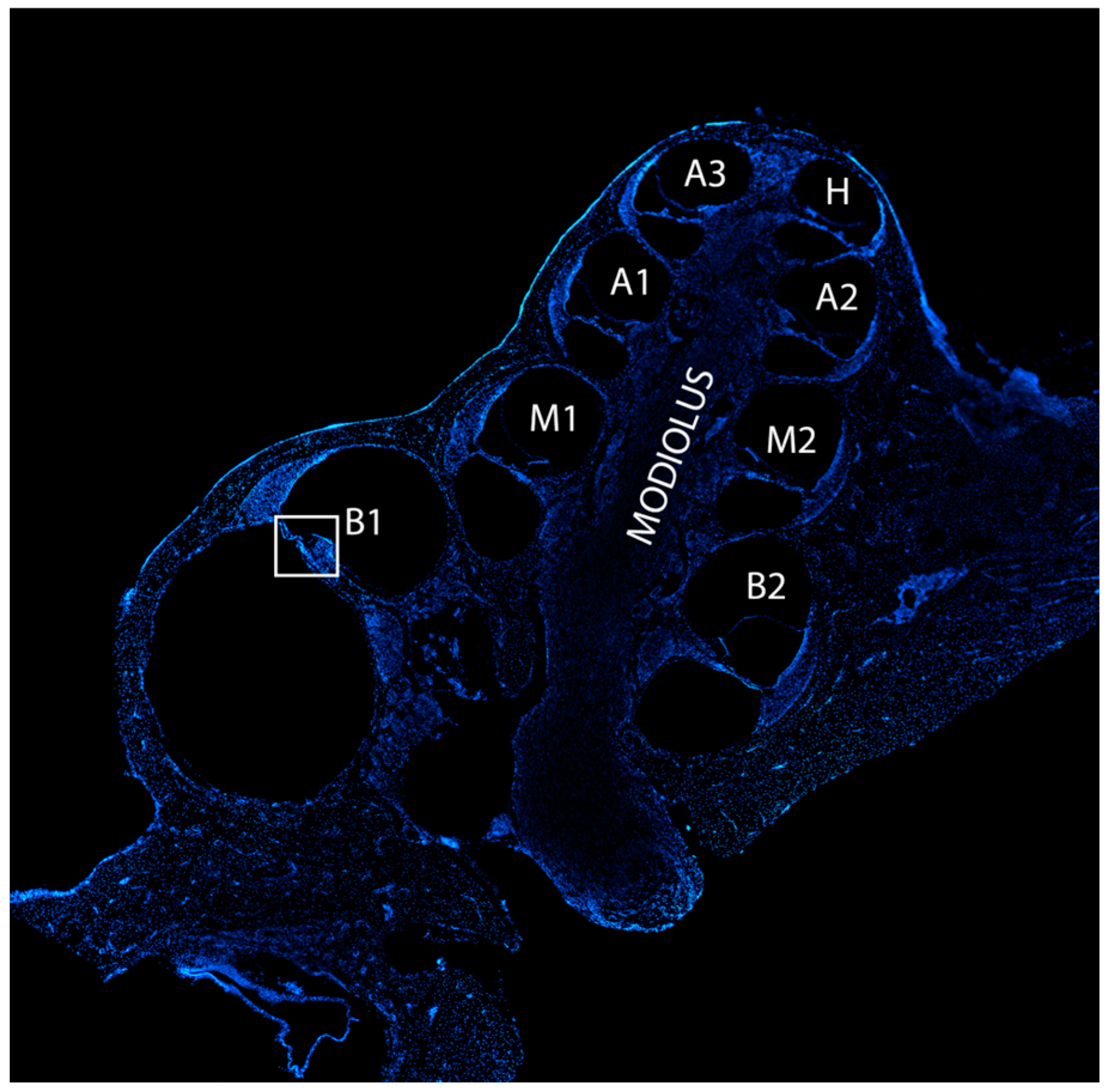 Biomedicines 10 02935 g003 Biomedicines 10 02935 g003