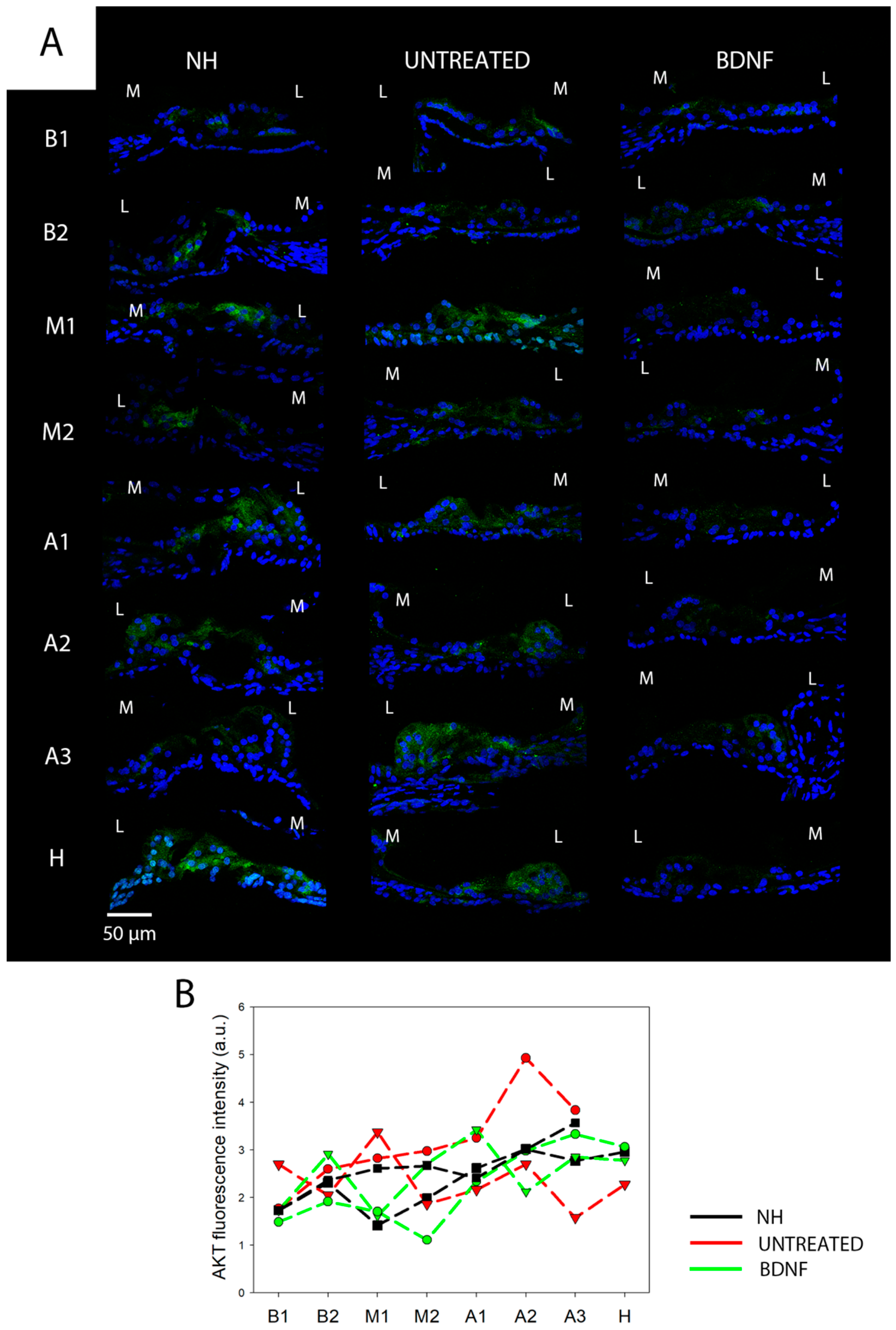 Biomedicines 10 02935 g004 Biomedicines 10 02935 g004