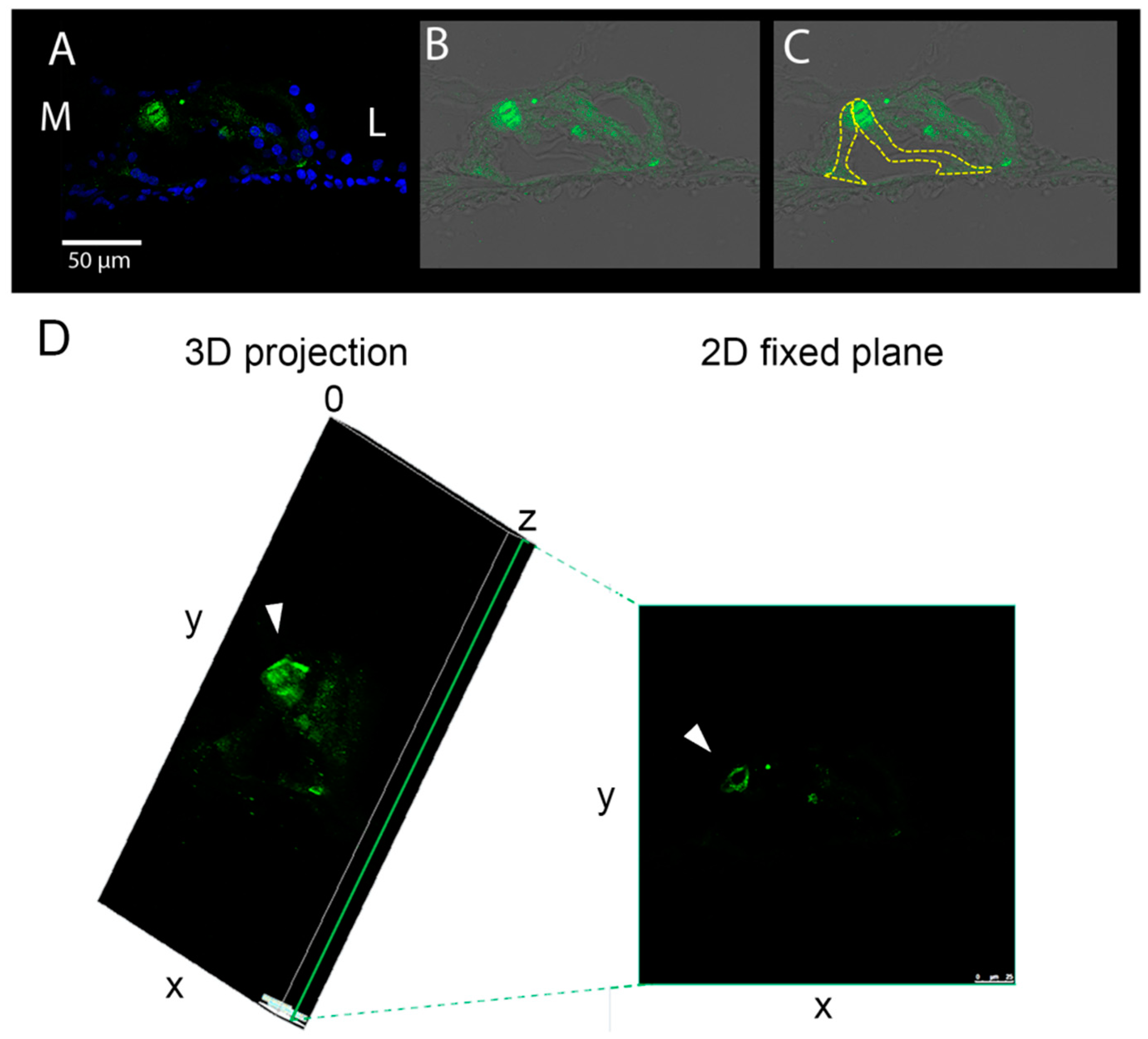 Biomedicines 10 02935 g005 Biomedicines 10 02935 g005