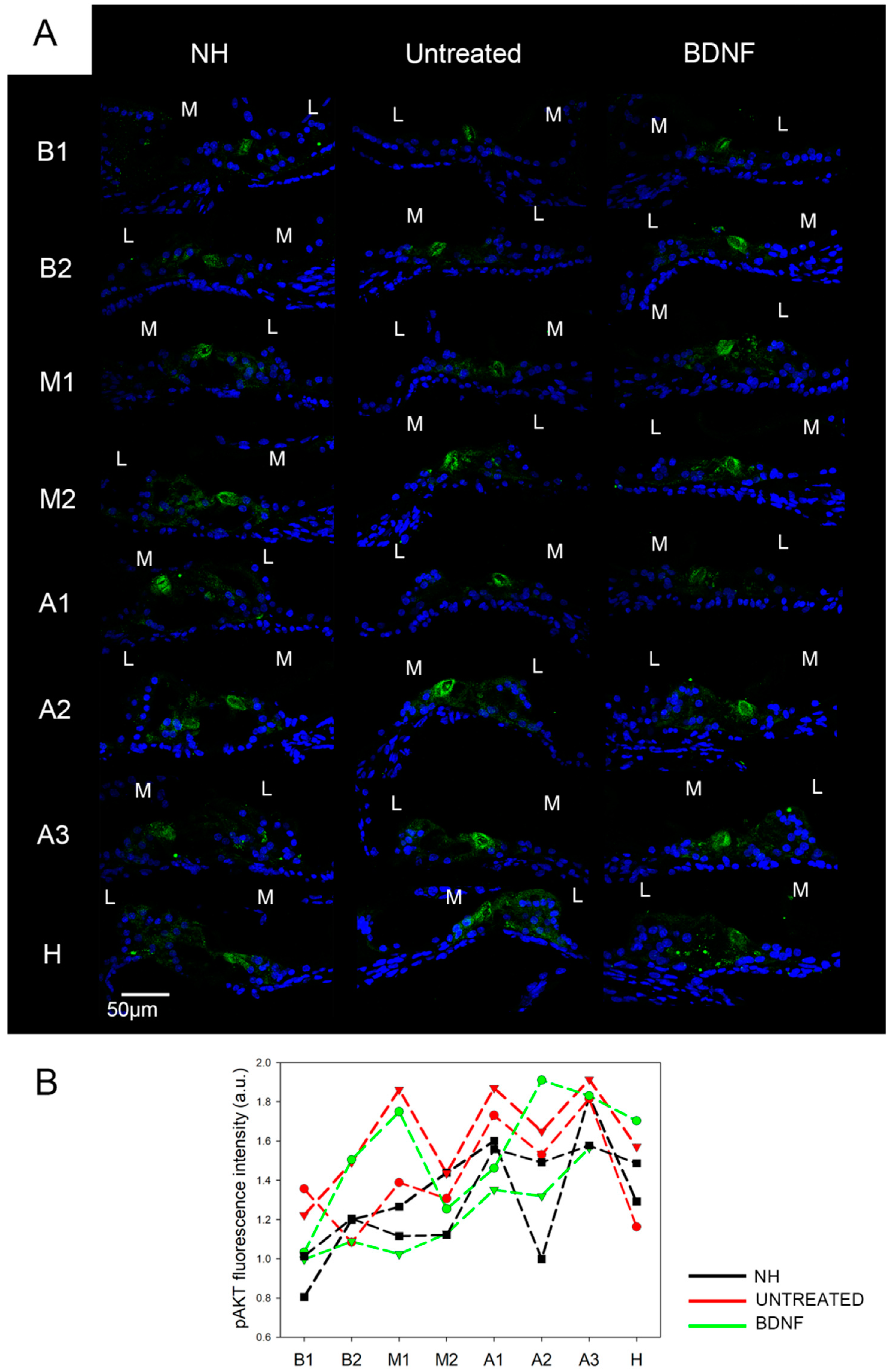 Biomedicines 10 02935 g006 Biomedicines 10 02935 g006