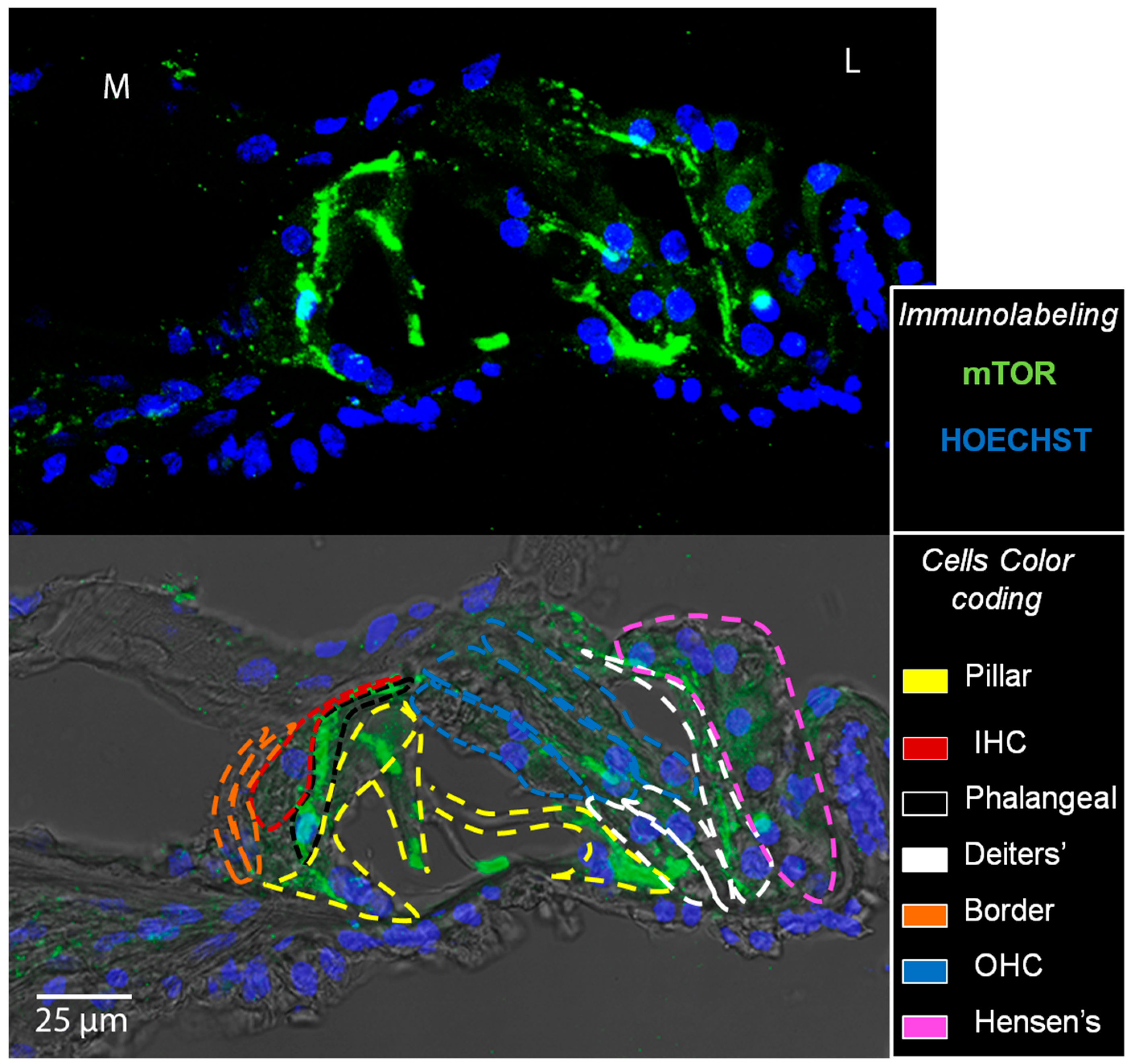 Biomedicines 10 02935 g009 Biomedicines 10 02935 g009