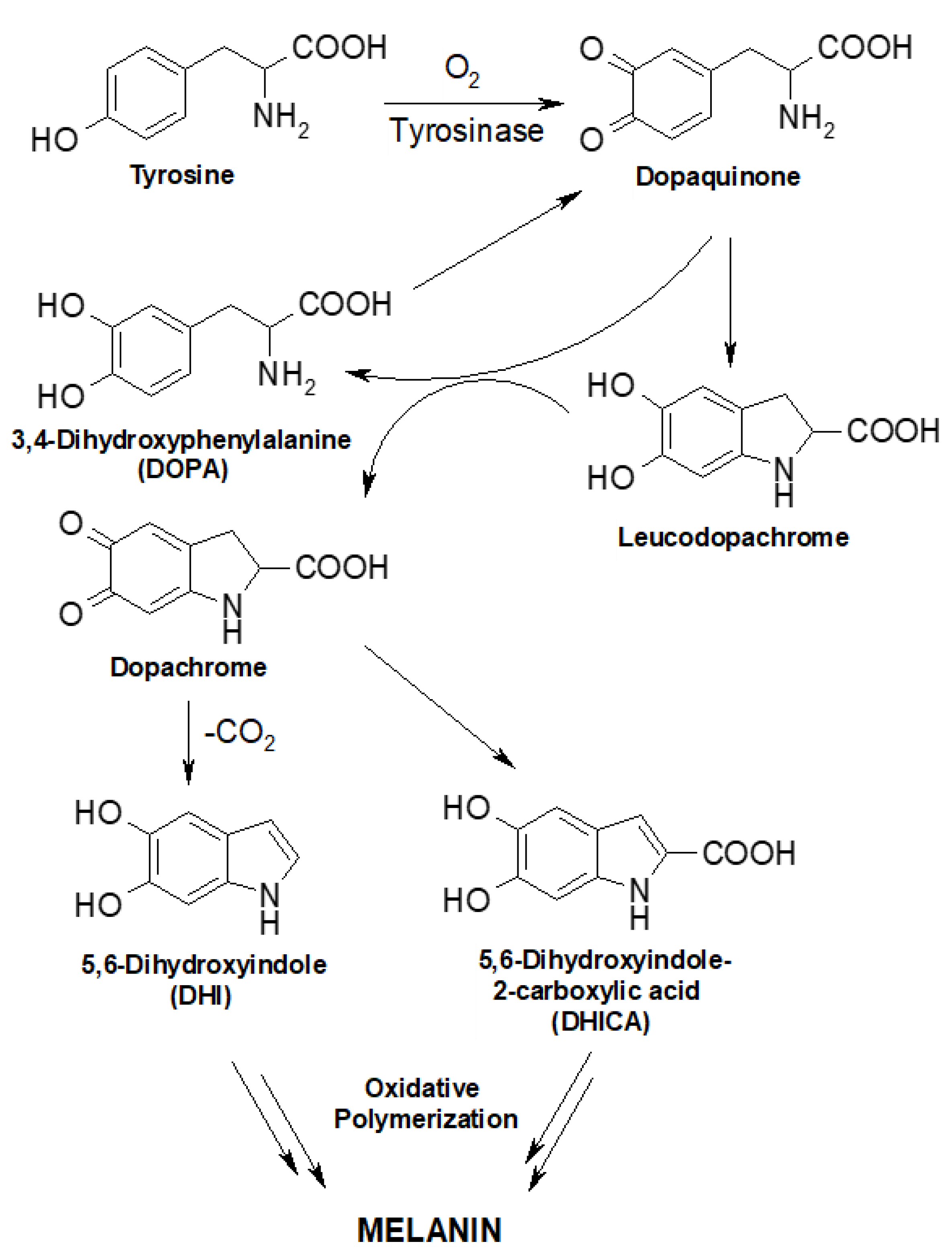 Biomedicines 10 02945 g001 Biomedicines 10 02945 g001