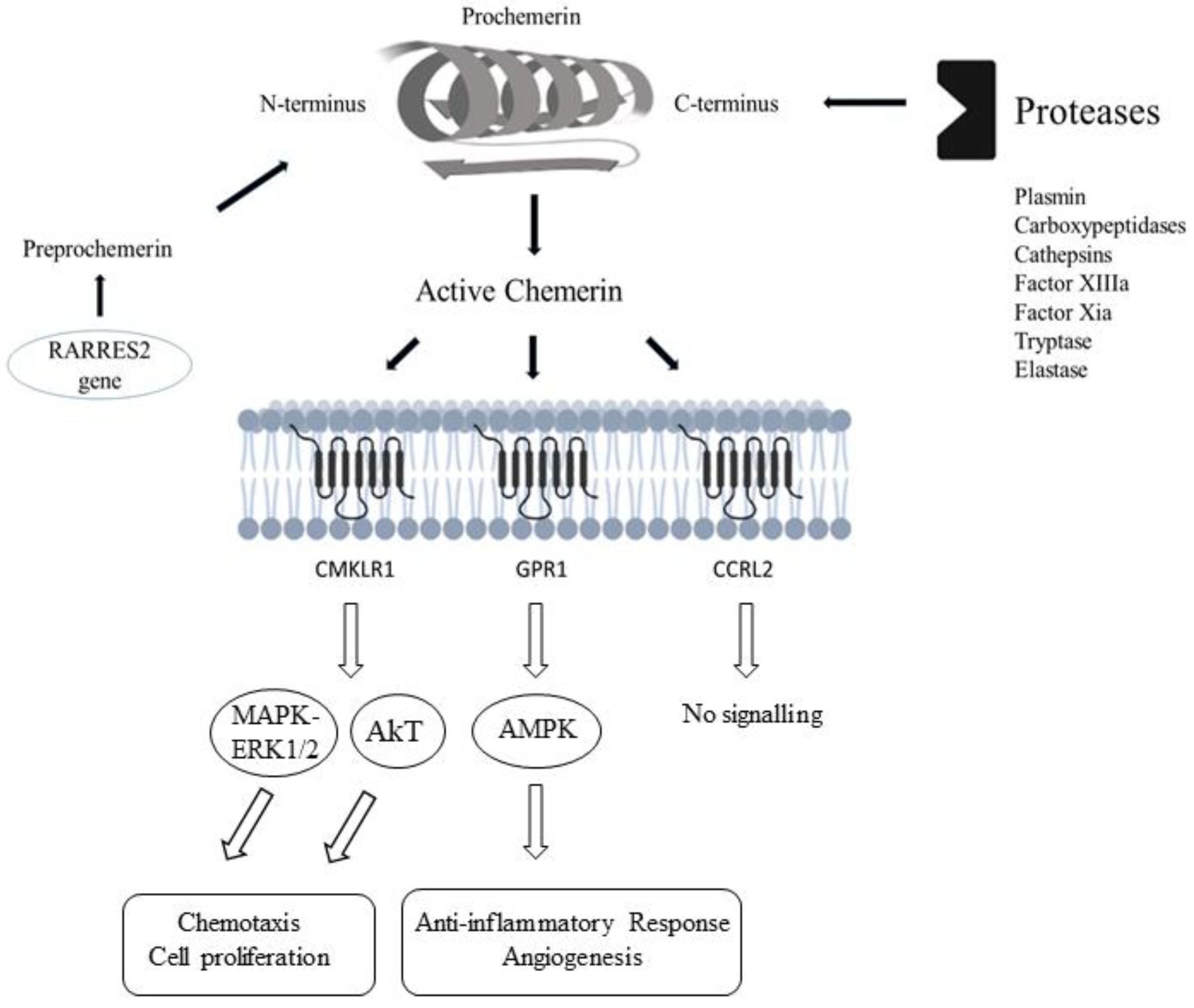 Biomedicines 10 02970 g001 Biomedicines 10 02970 g001
