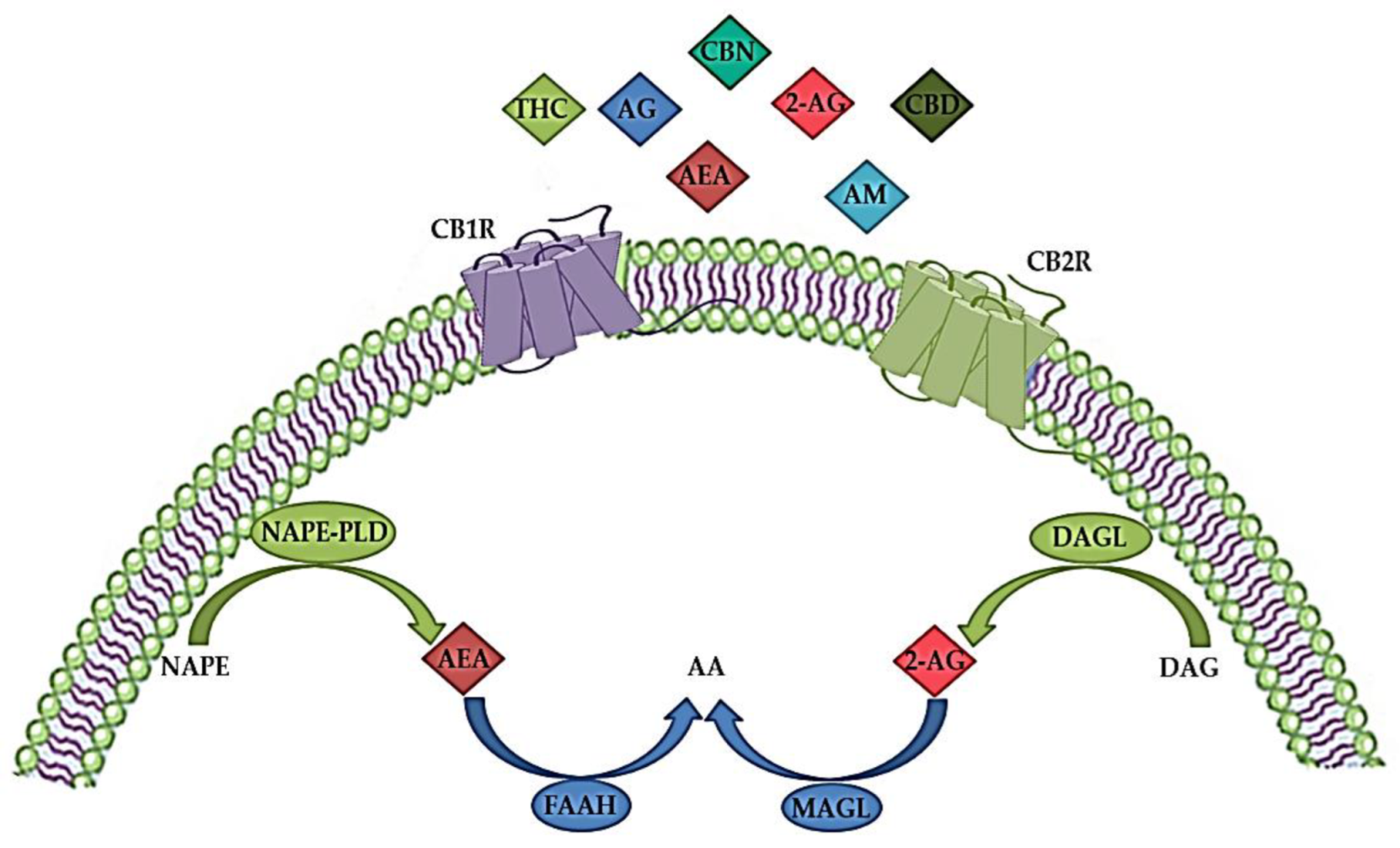 Biomedicines 10 03000 g001