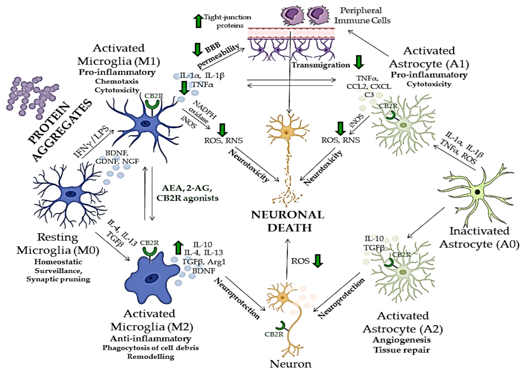 Biomedicines 10 03000 g002
