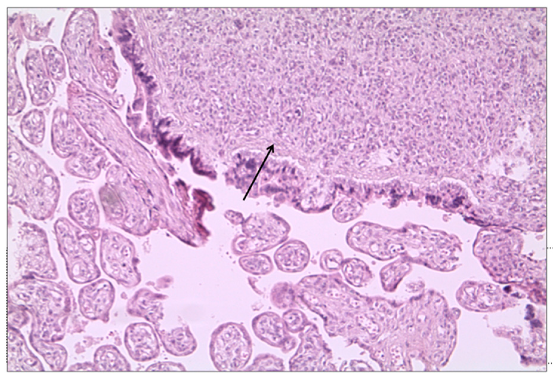 Biomedicines 10 03003 g003