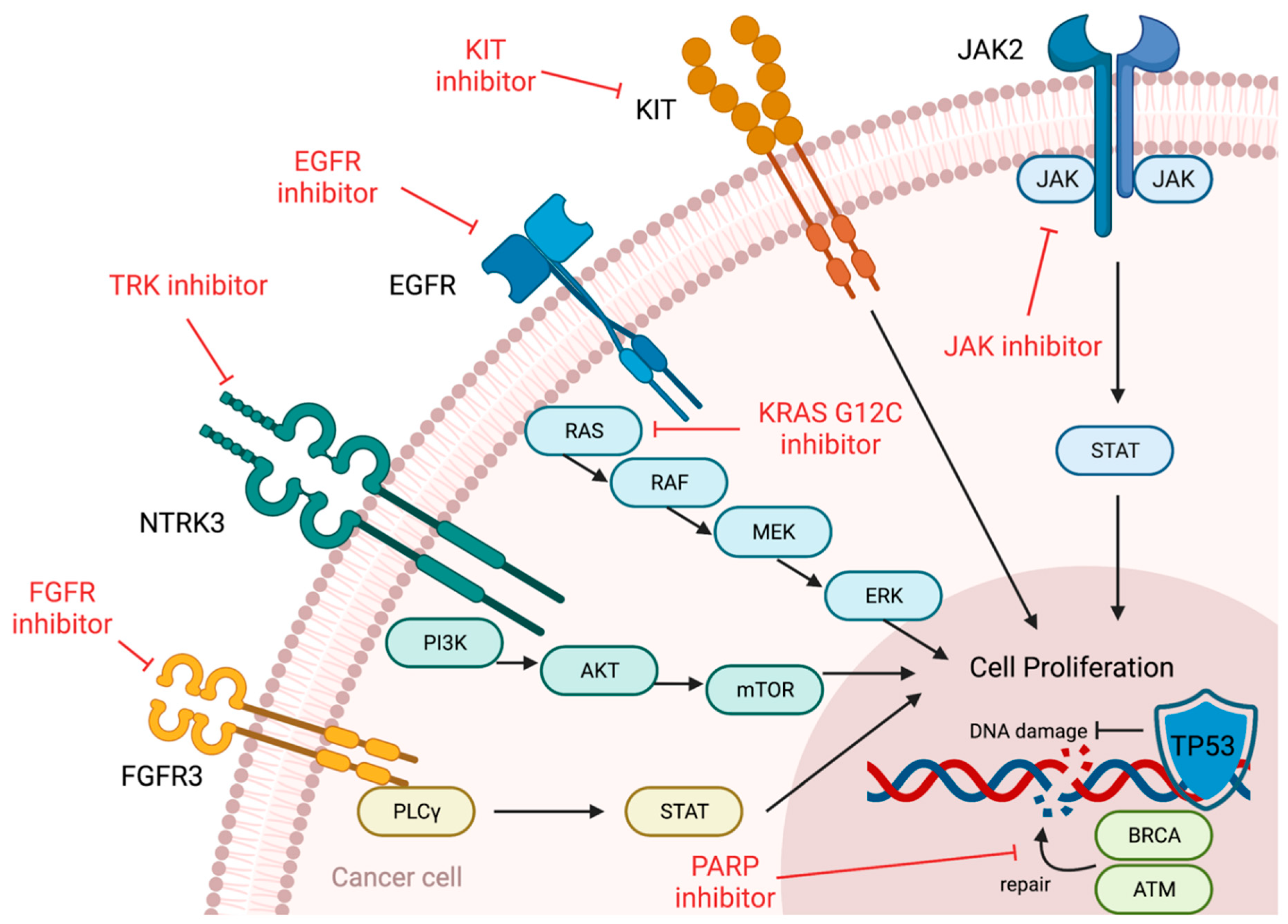 Biomedicines 10 03008 g002